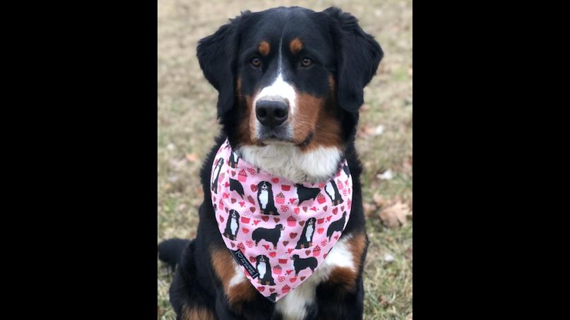 Bernese mountain dog bandana best sale