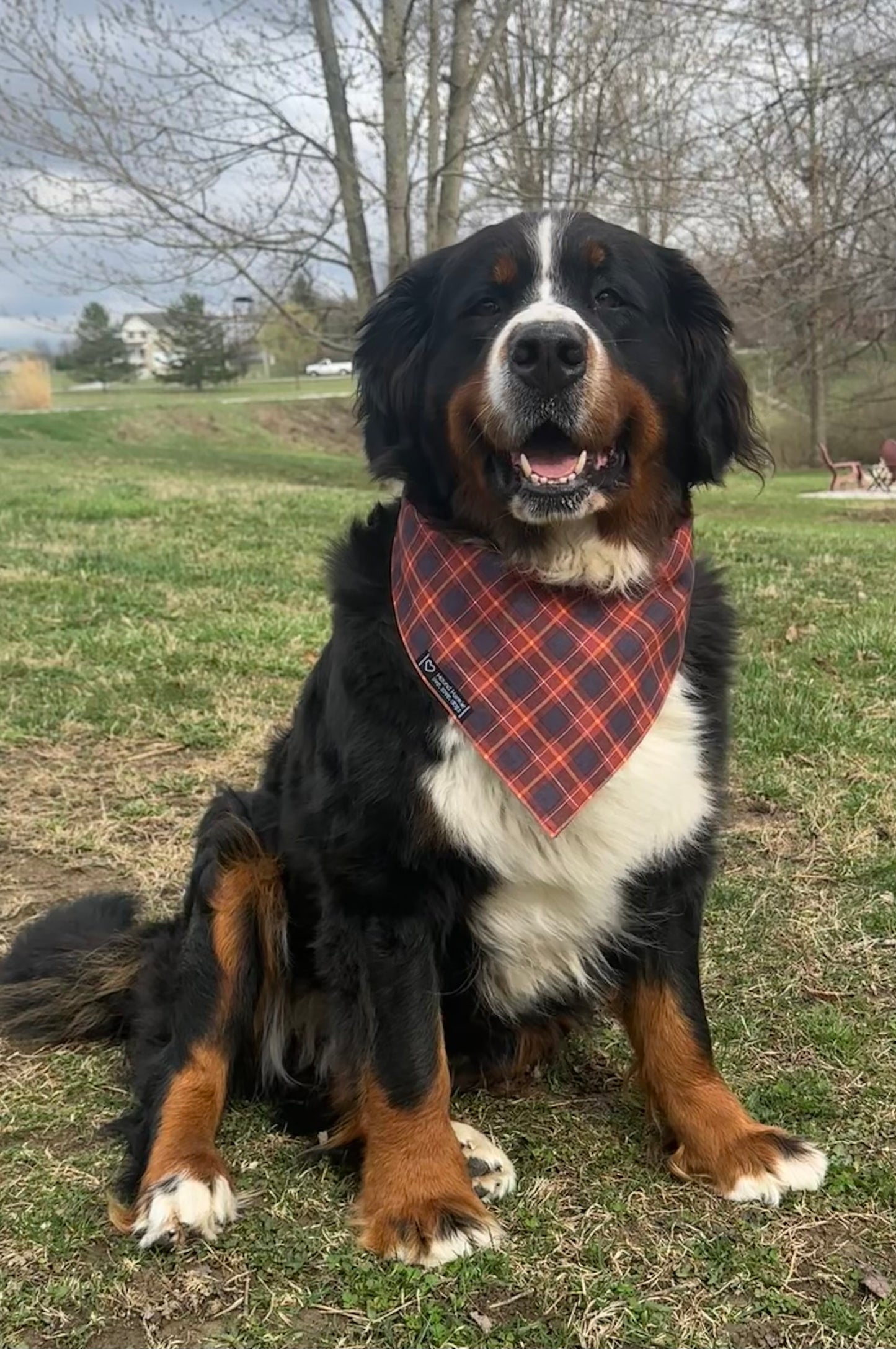 Love Camping Reversible Dog Bandana