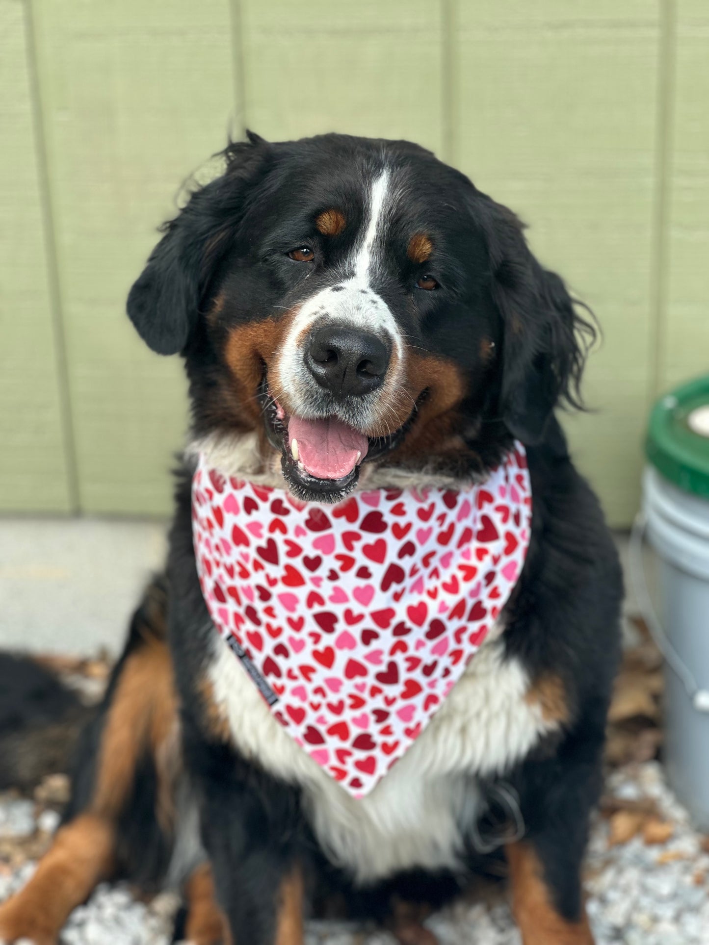 Gift of Love Reversible Dog Bandana
