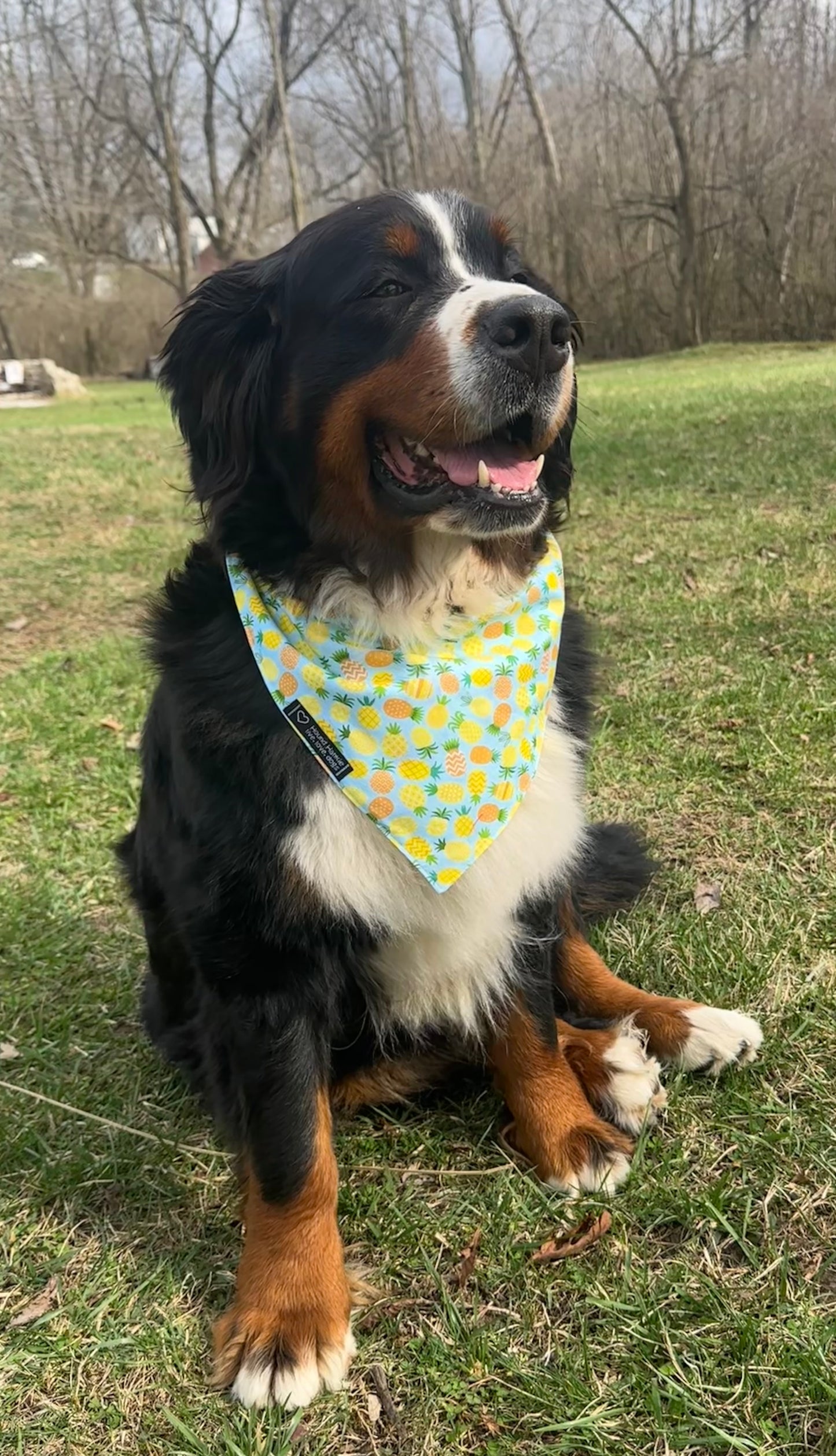 Sweet Hospitality Reversible Dog Bandana
