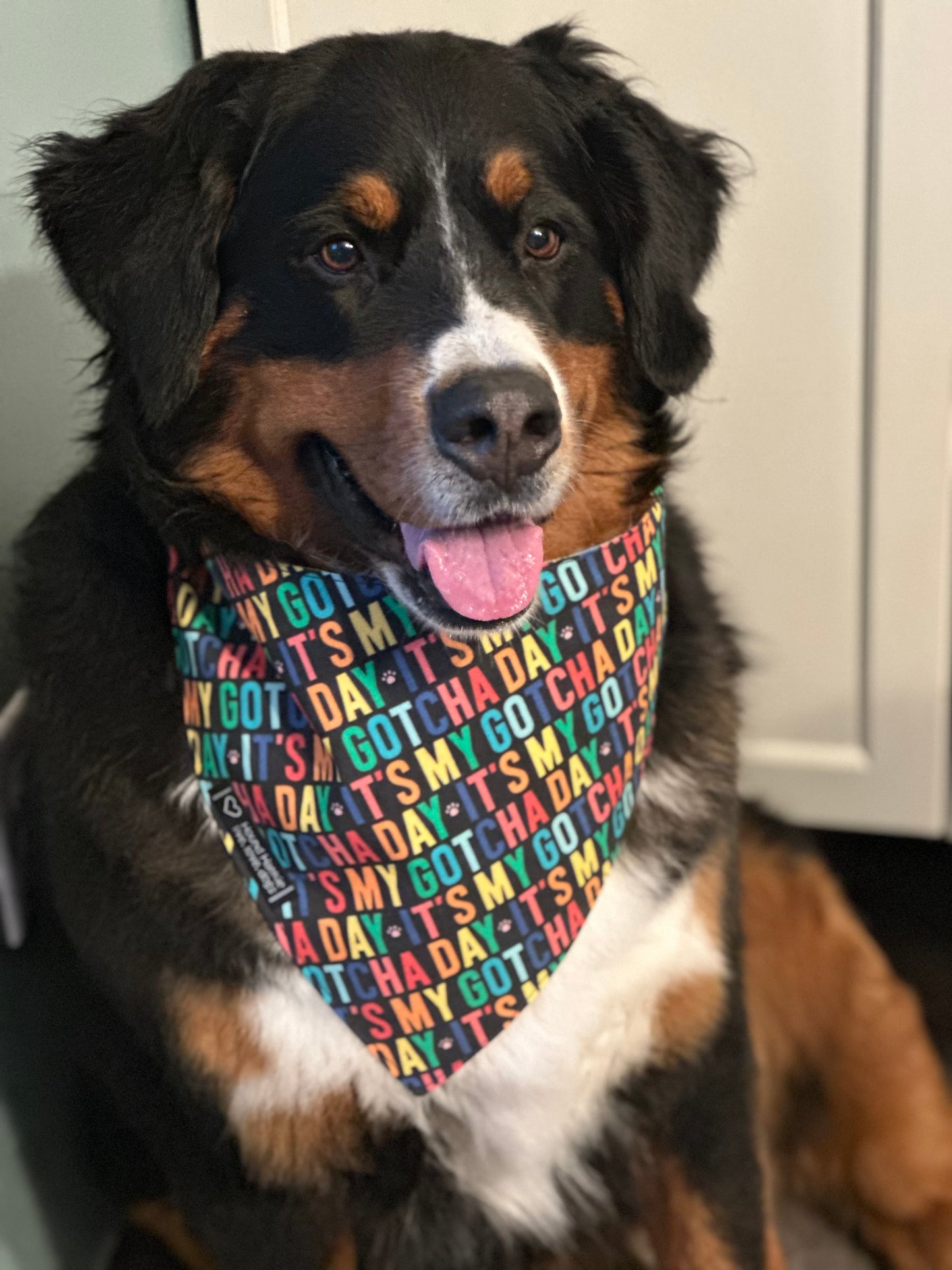 Celebration Reversible Dog Bandana