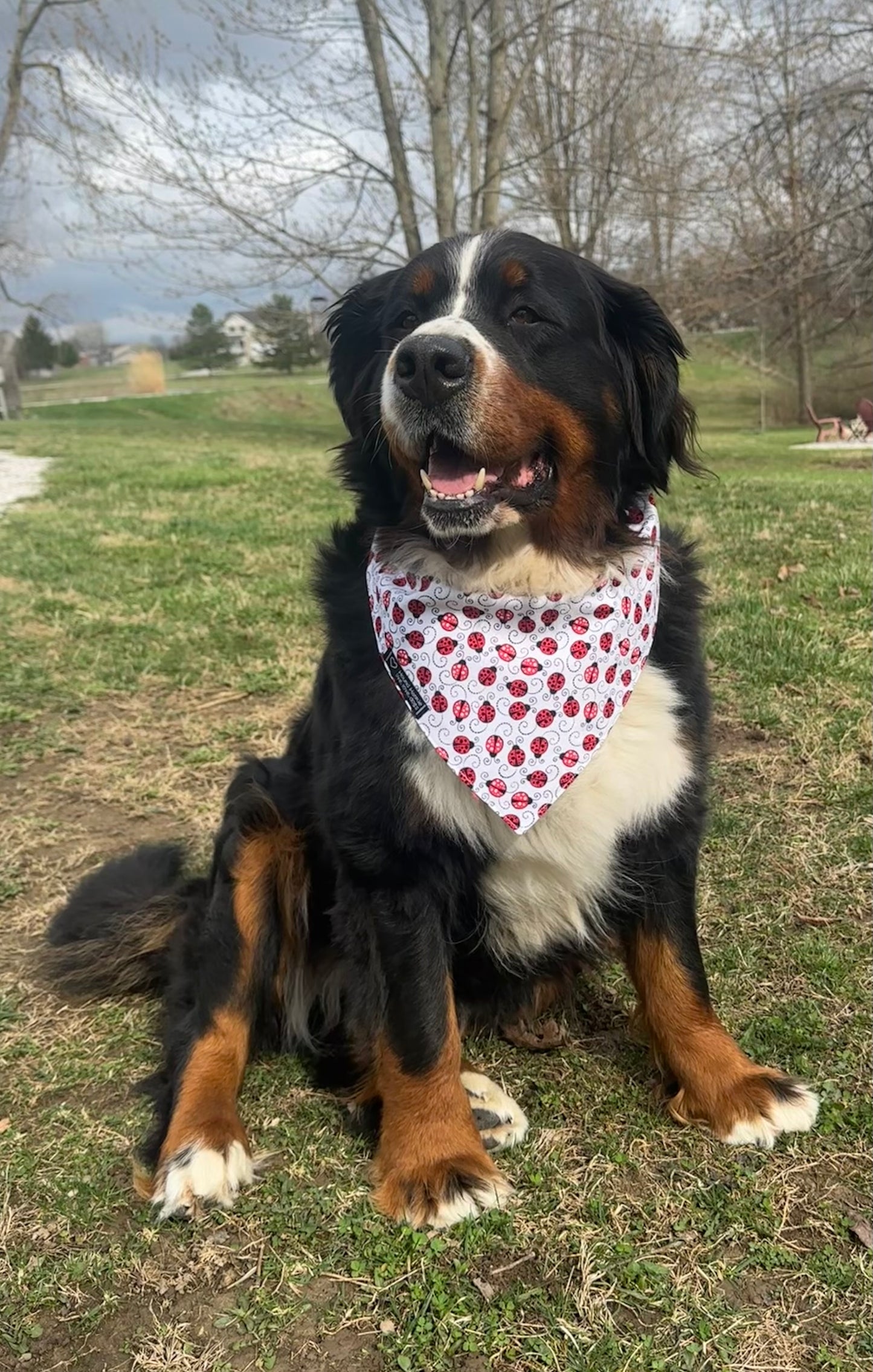 Spot On! Reversible Dog Bandana