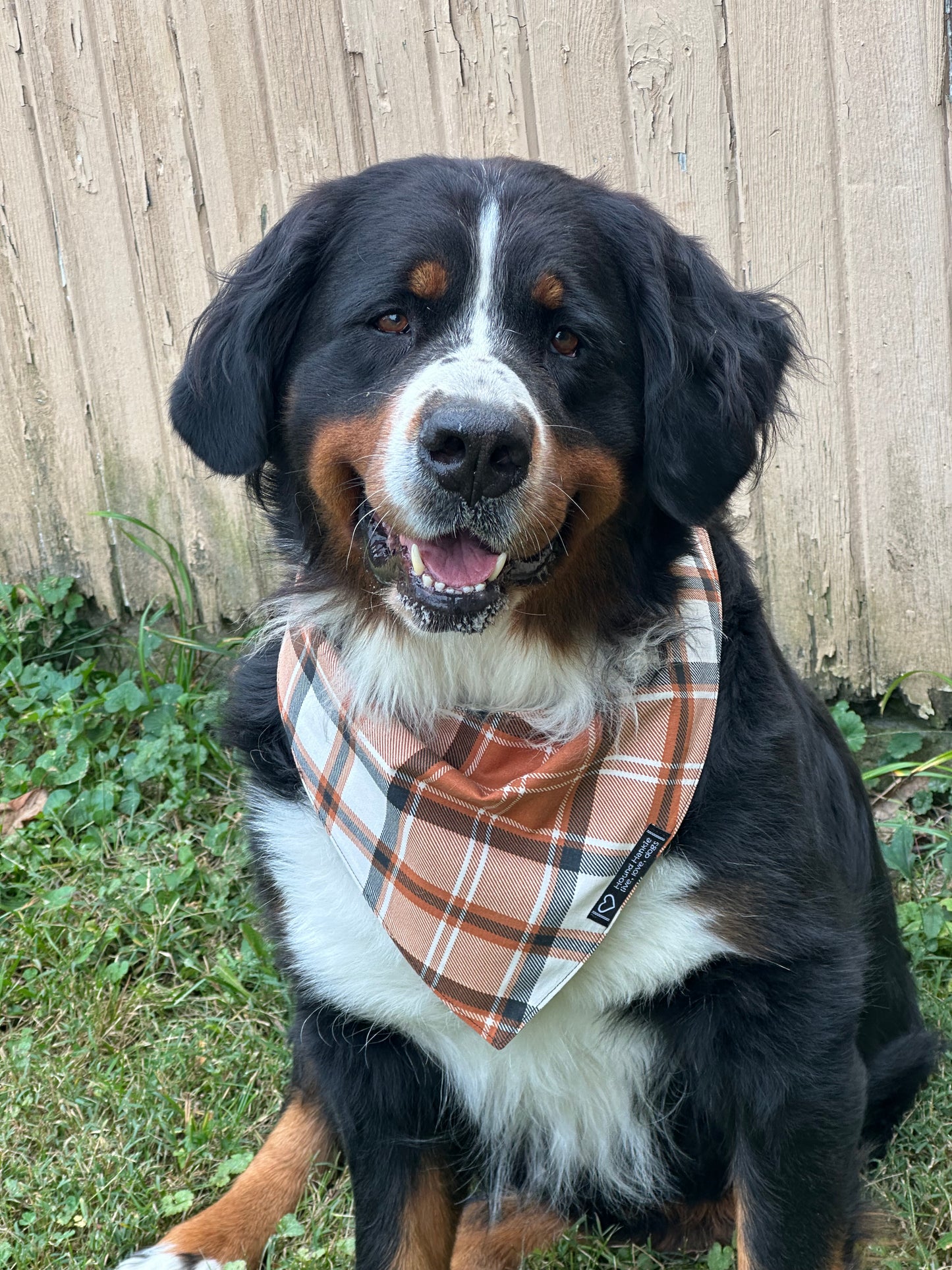 31 BOO! Reversible Dog Bandana