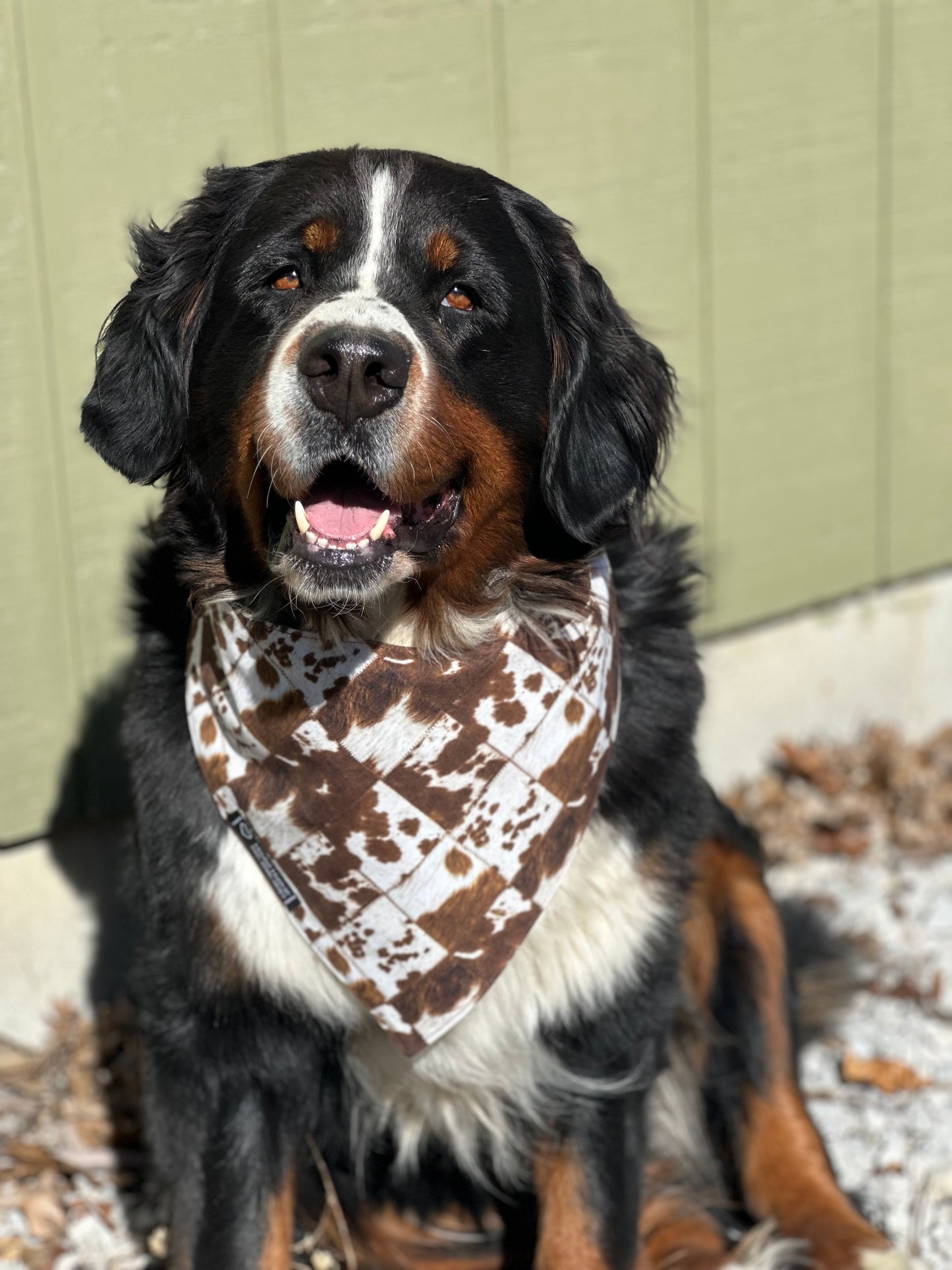 Urban Cowdog Reversible Dog Bandana