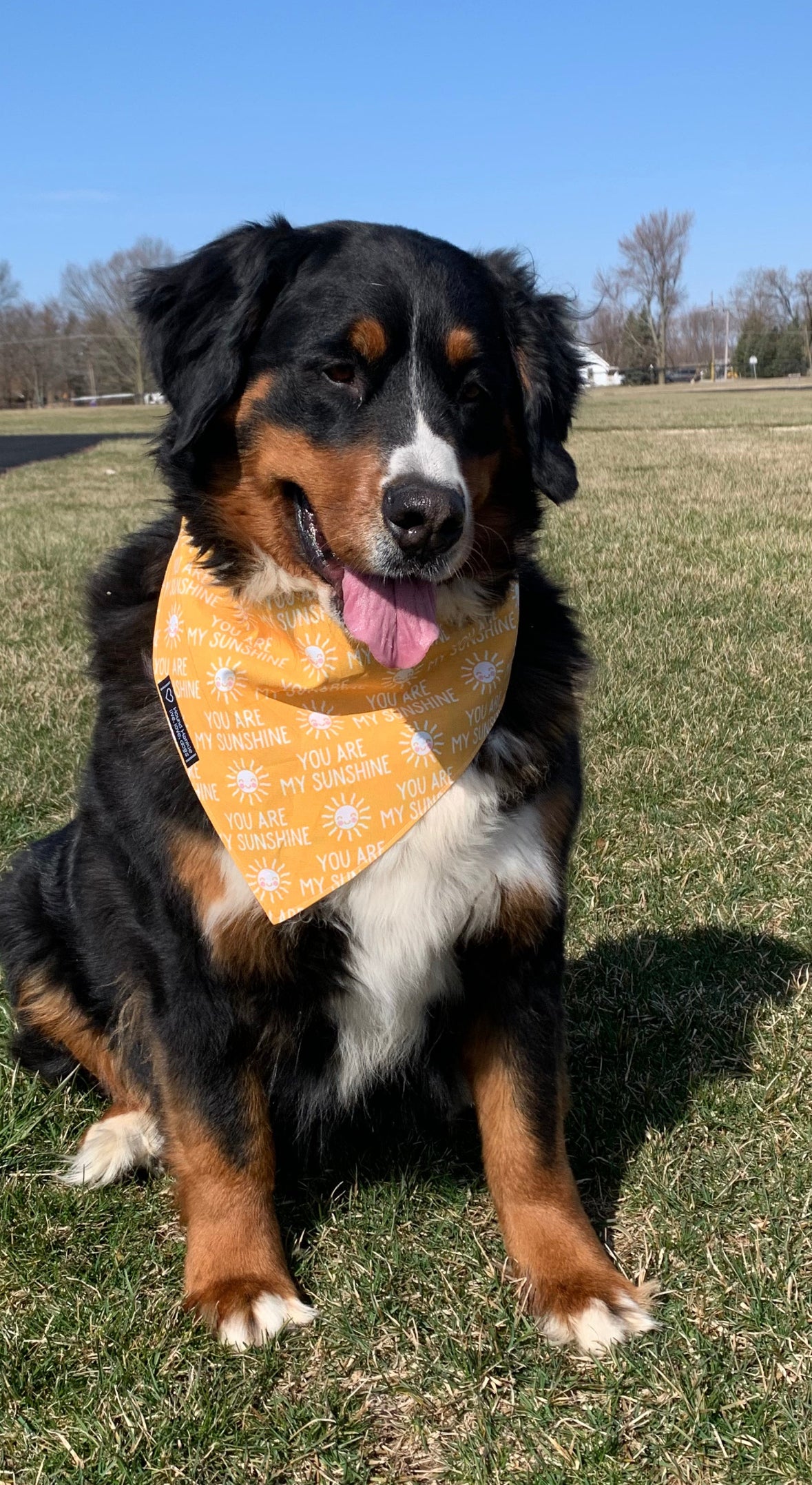 You are my Sunshine Reversible Dog Bandana