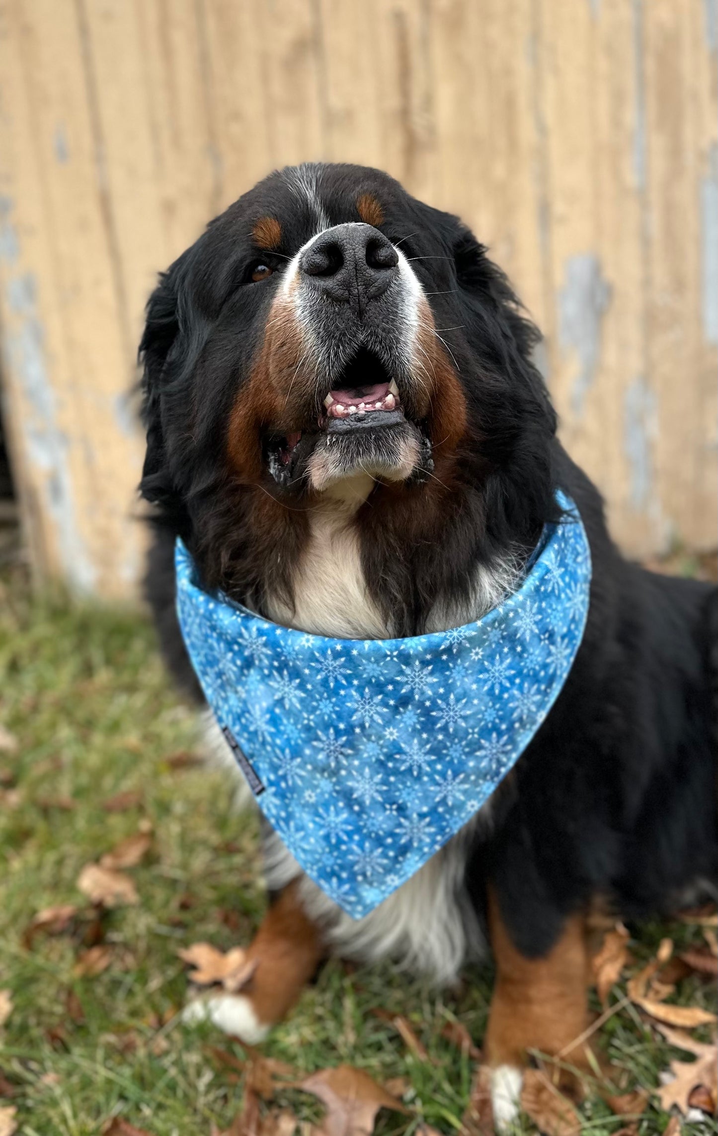 Furever Yours Reversible Dog Bandana
