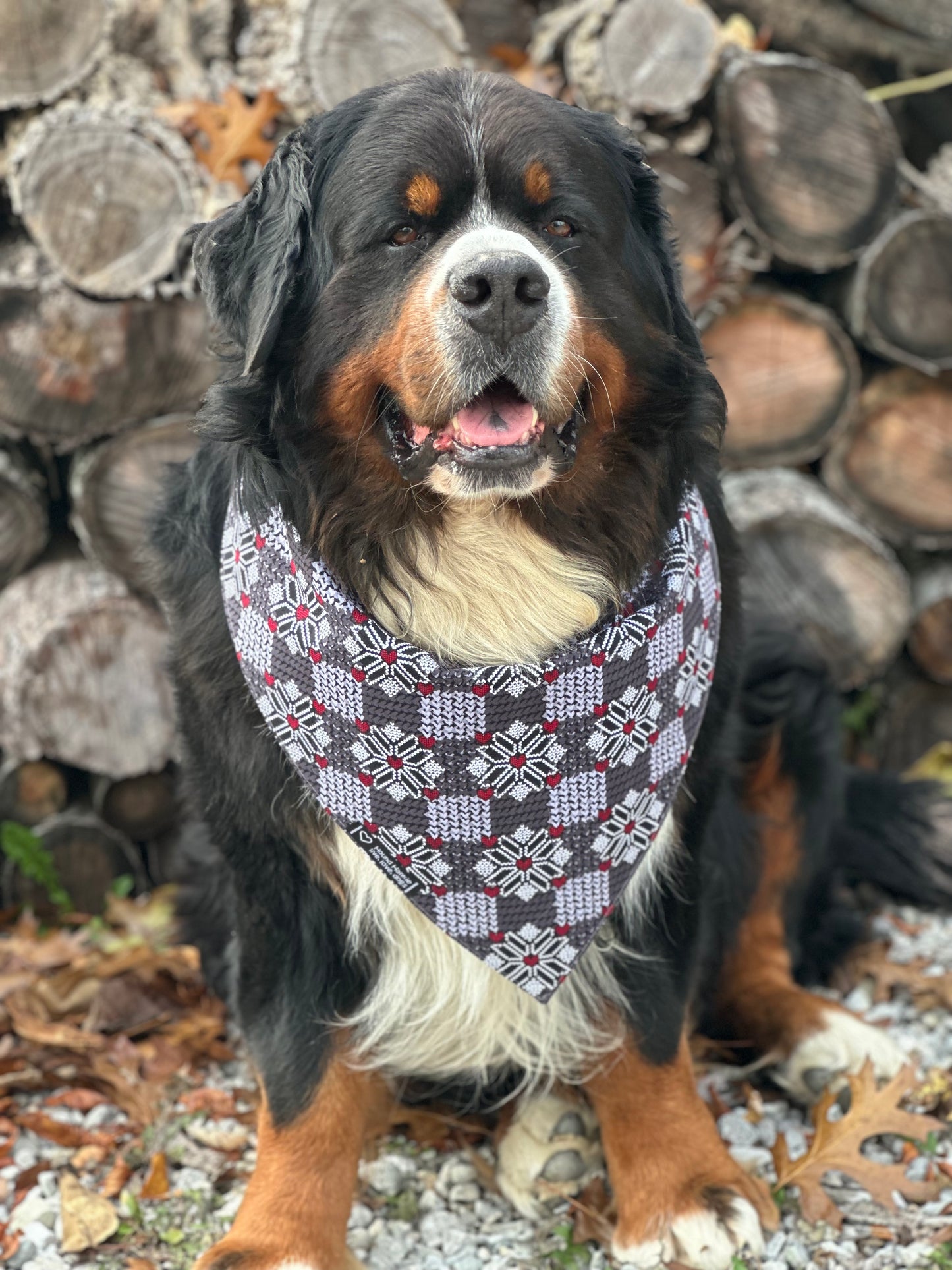 Wild & Free Reversible Dog Bandana