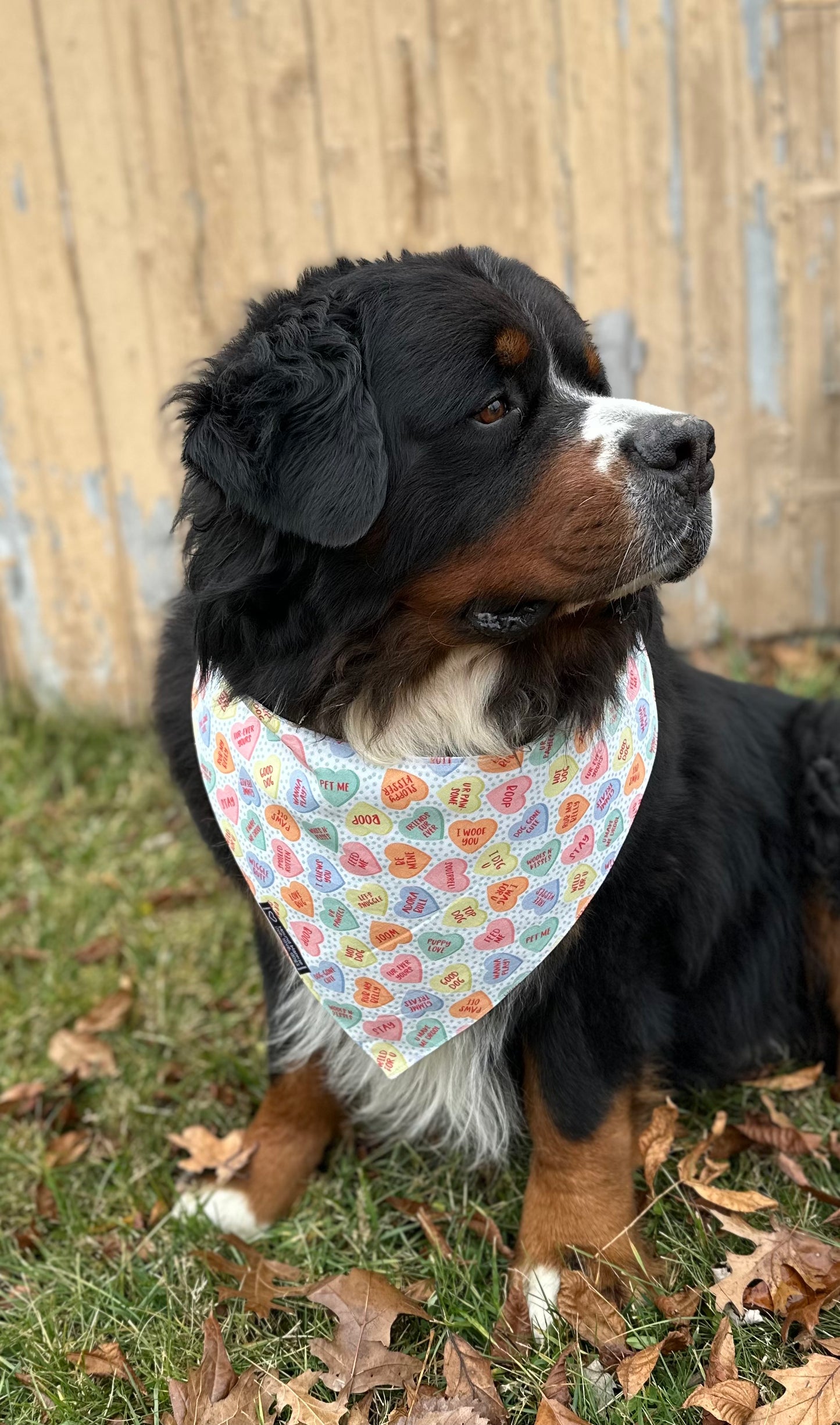 Furever Yours Reversible Dog Bandana