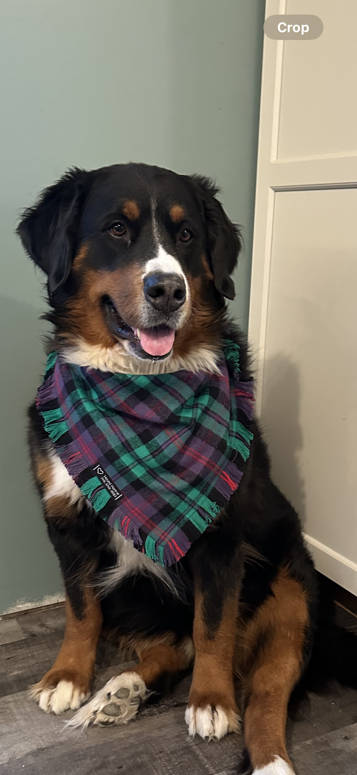 Purple Jade Fringed Dog Bandana