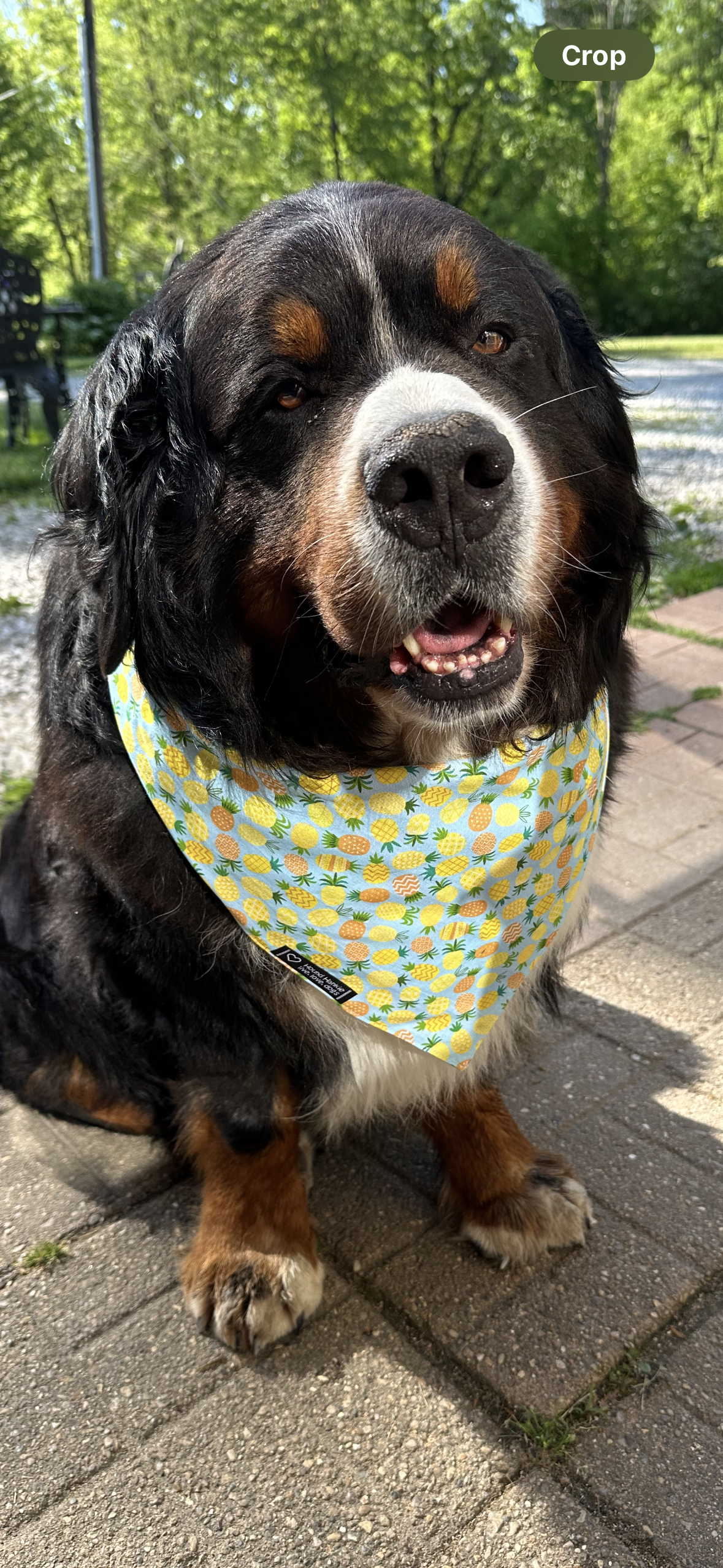 Pining for Plaid Reversible Dog Bandana