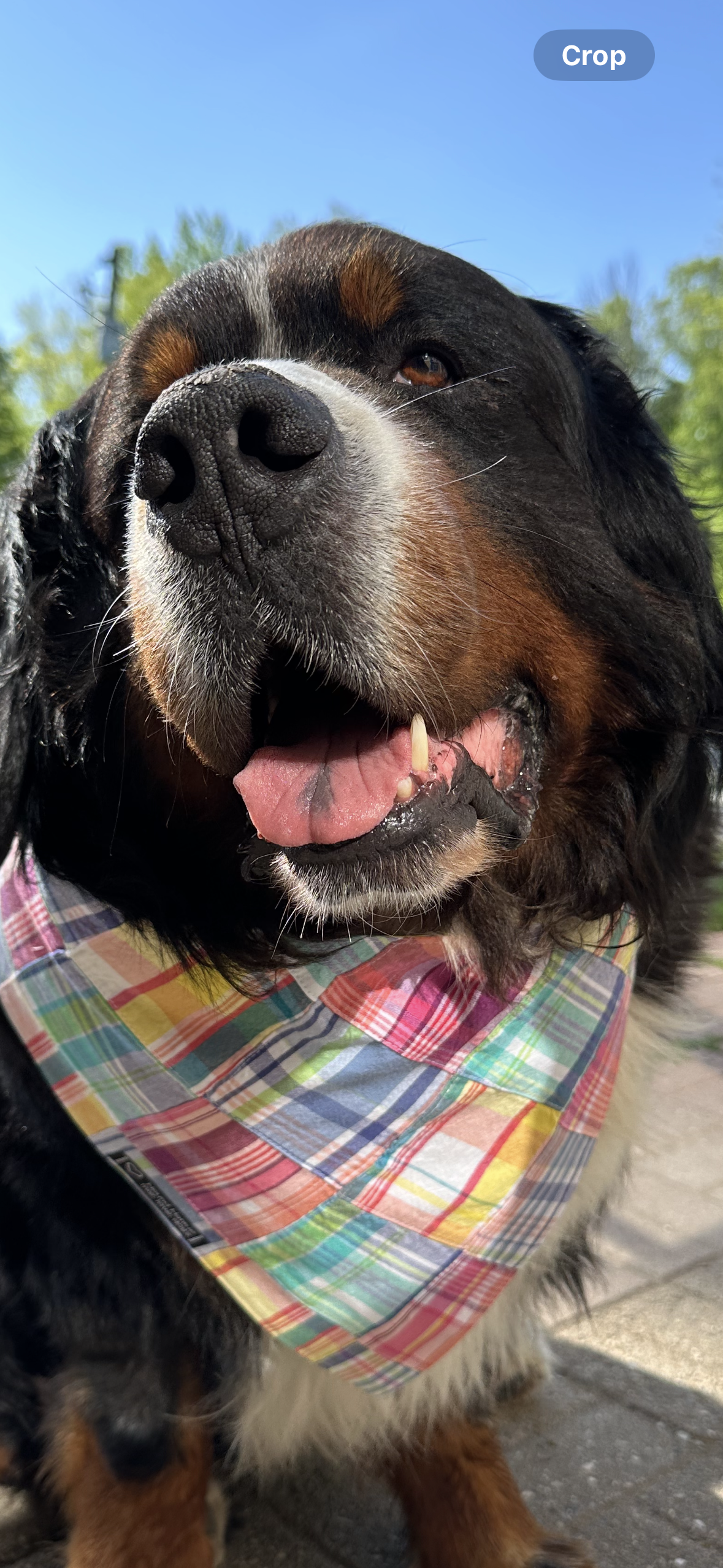 Pining for Plaid Reversible Dog Bandana