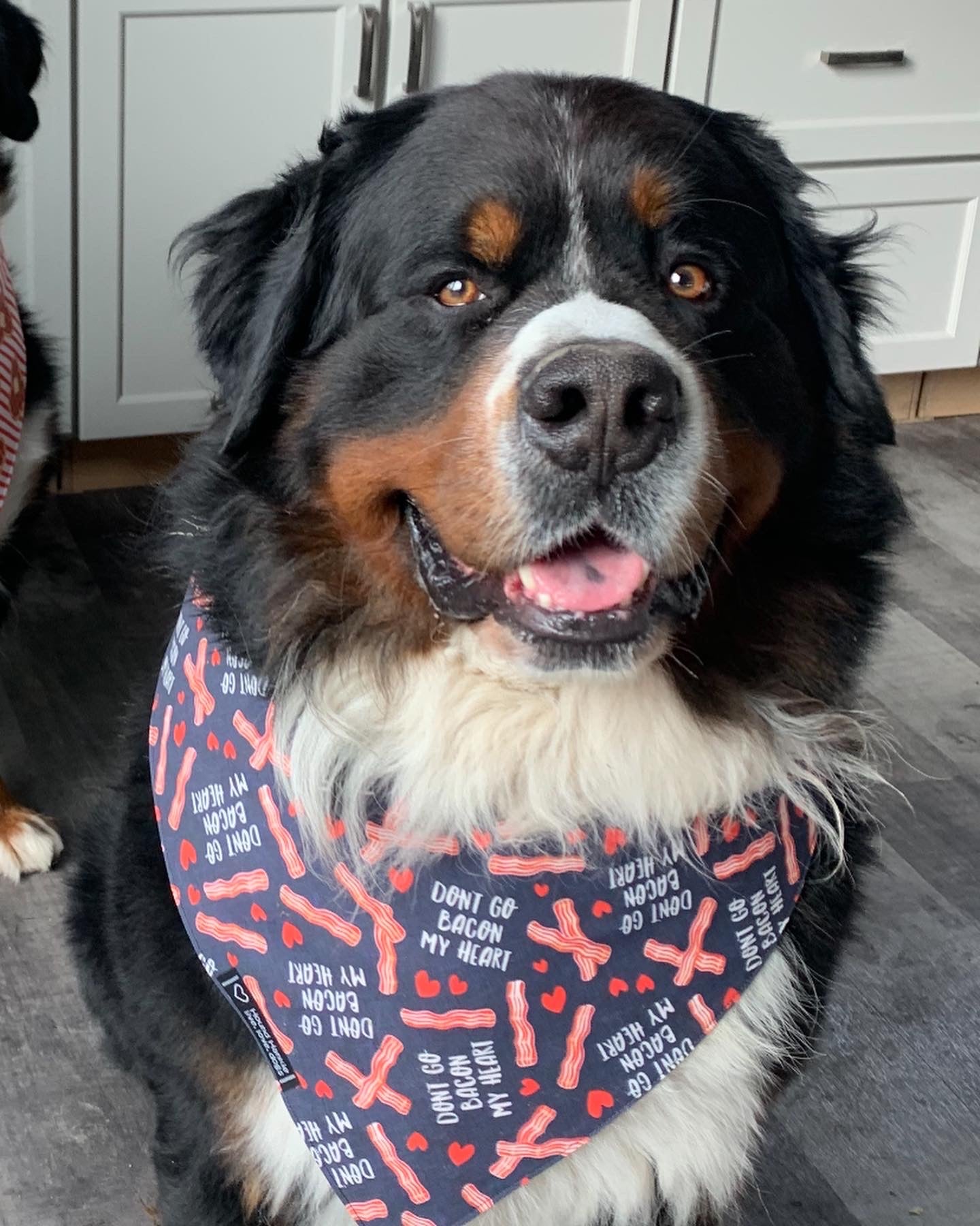 Don't Go Bacon My Heart Reversible Dog Bandana