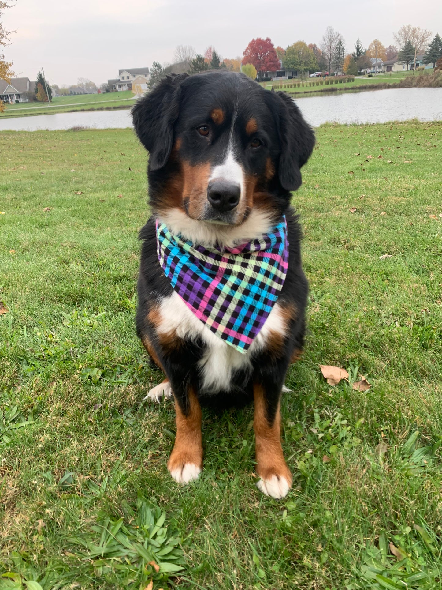 Mele Kalikimaka Reversible Dog Bandana