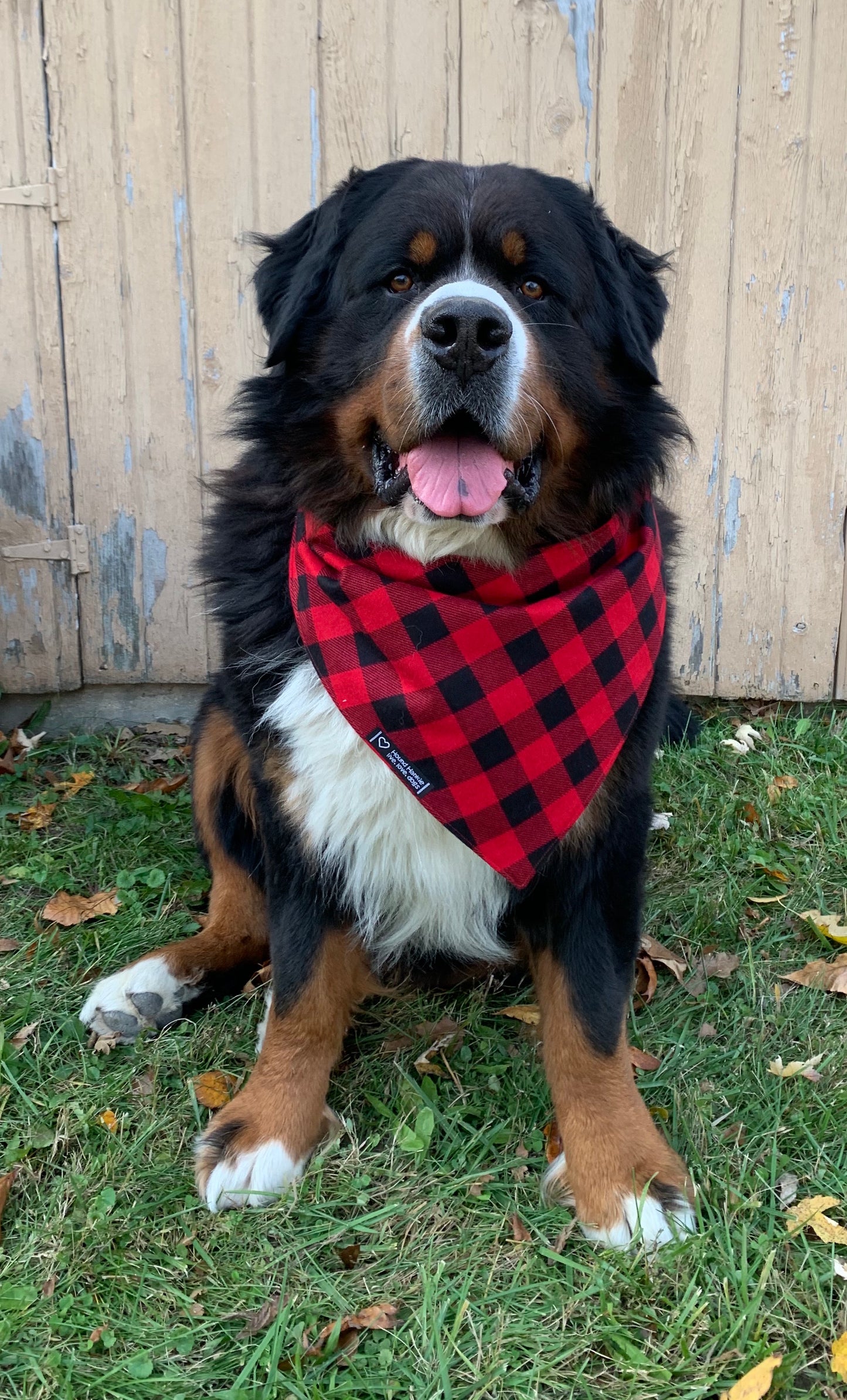 Naughty, Nice, I Tried Reversible Dog Bandana