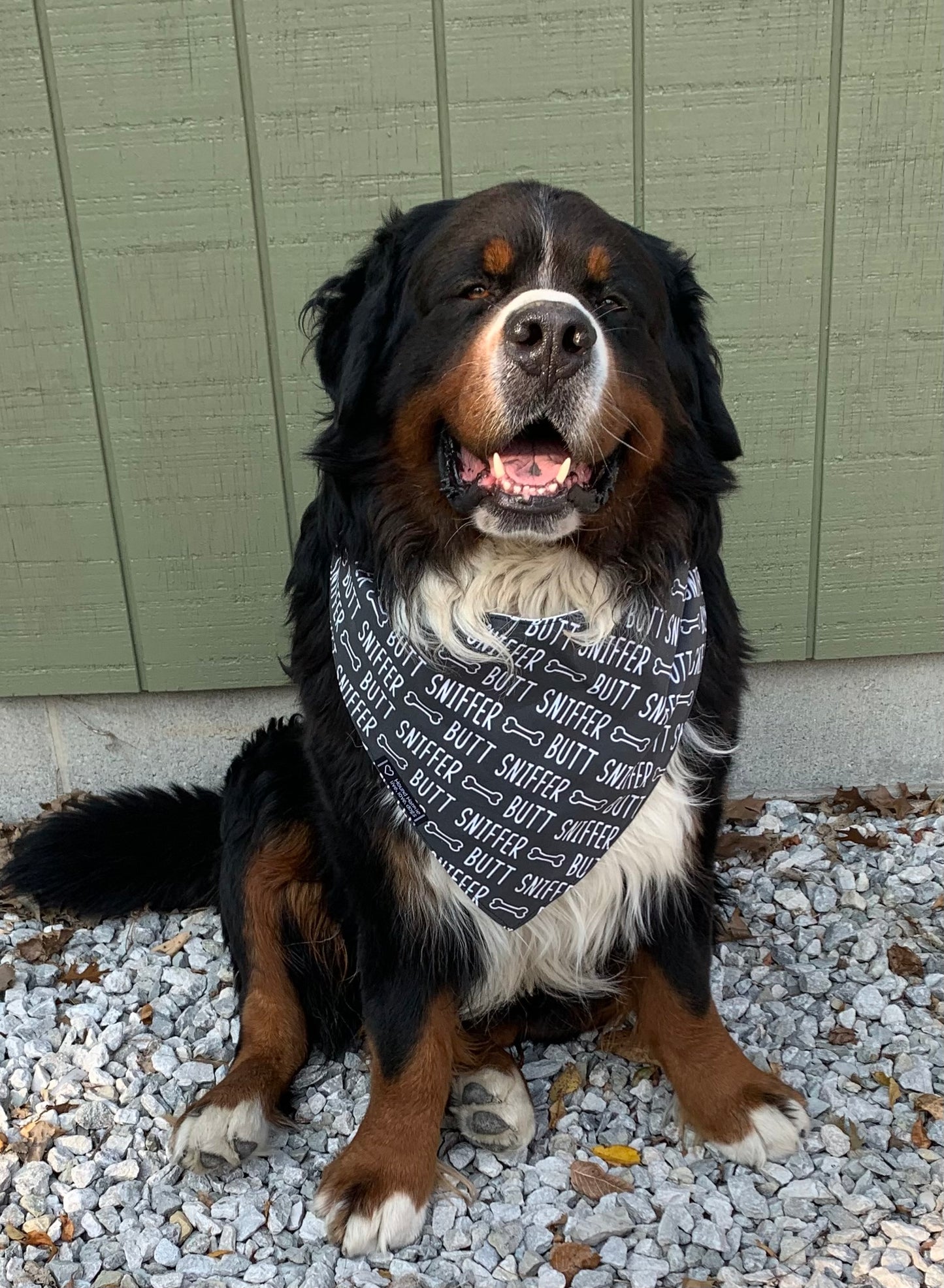 Butt Sniffer Reversible Dog Bandana