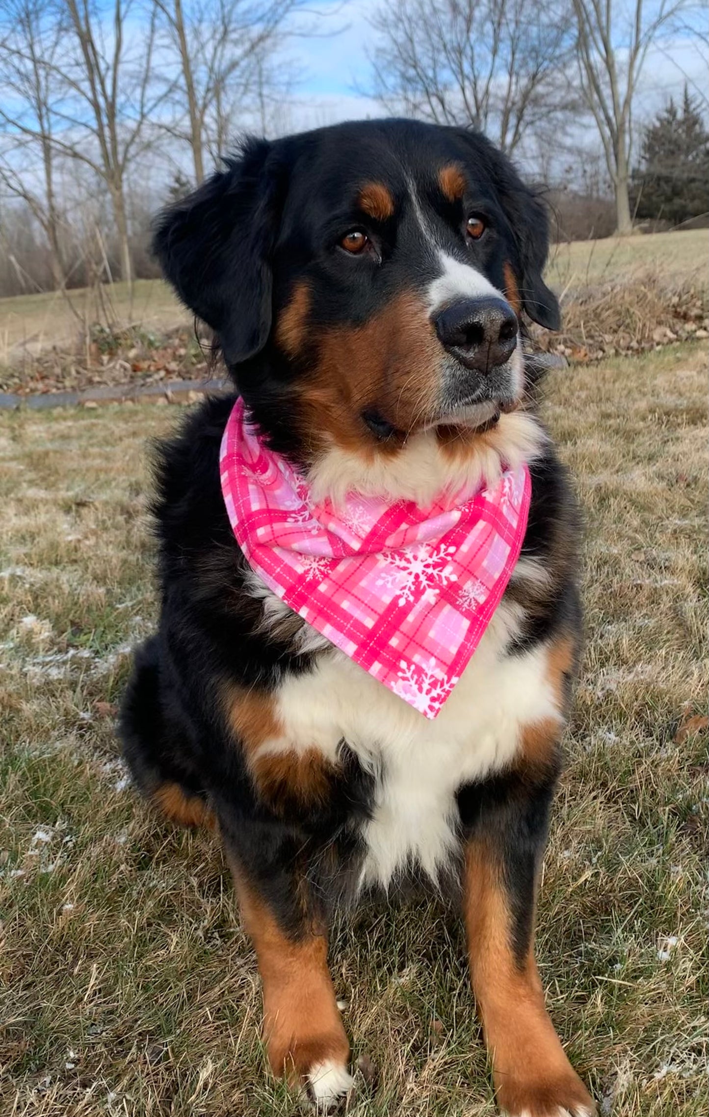 Love Letters Reversible Dog Bandana
