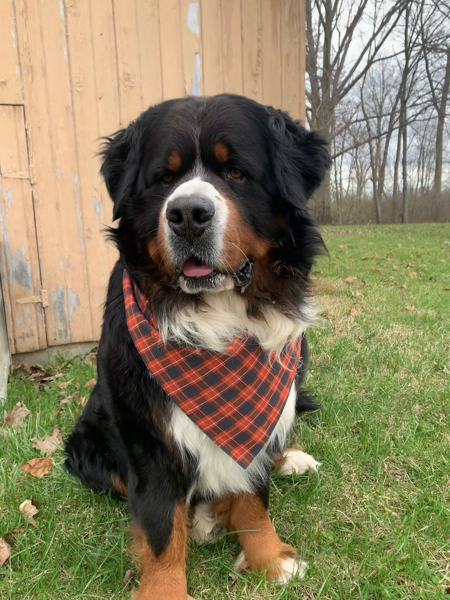 Love Camping Reversible Dog Bandana