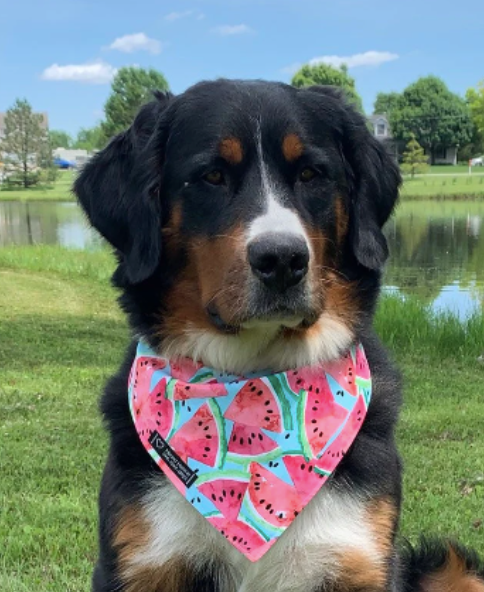 Watamingo Reversible Dog Bandana