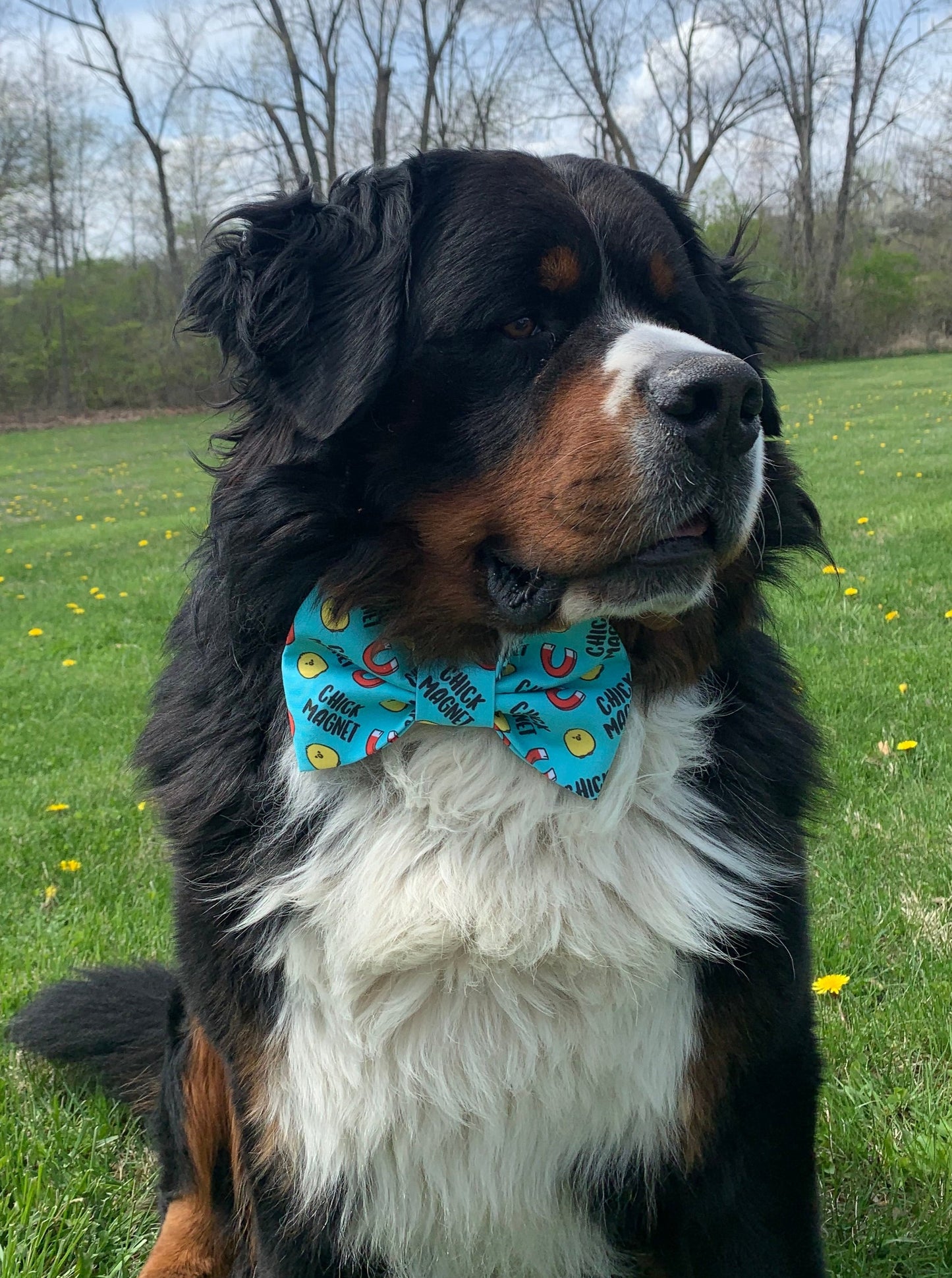 Chick Magnet Bow Tie