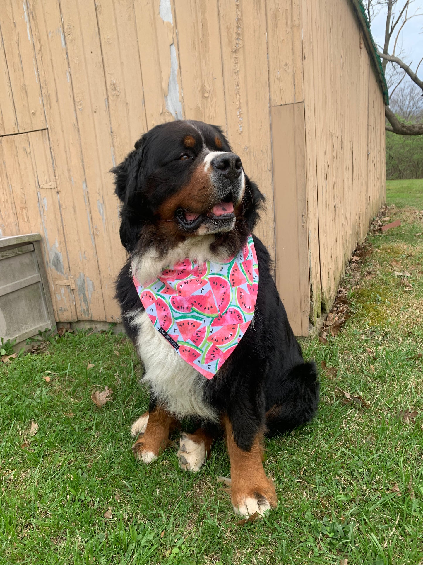 Watamingo Reversible Dog Bandana