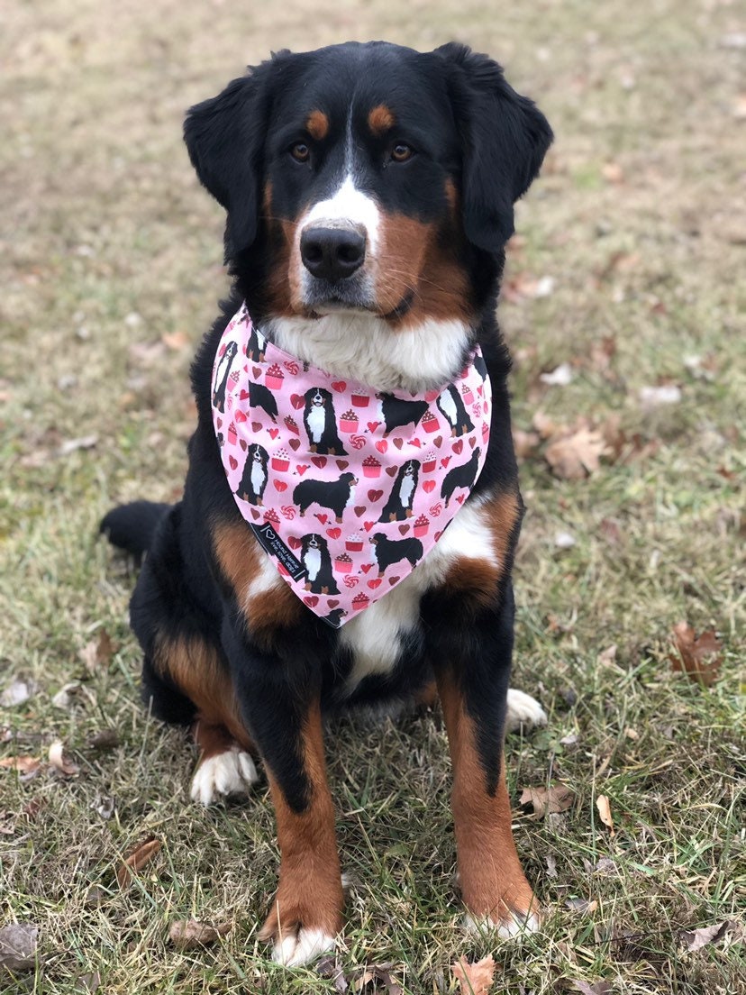 Berner Love Reversible Dog Bandana