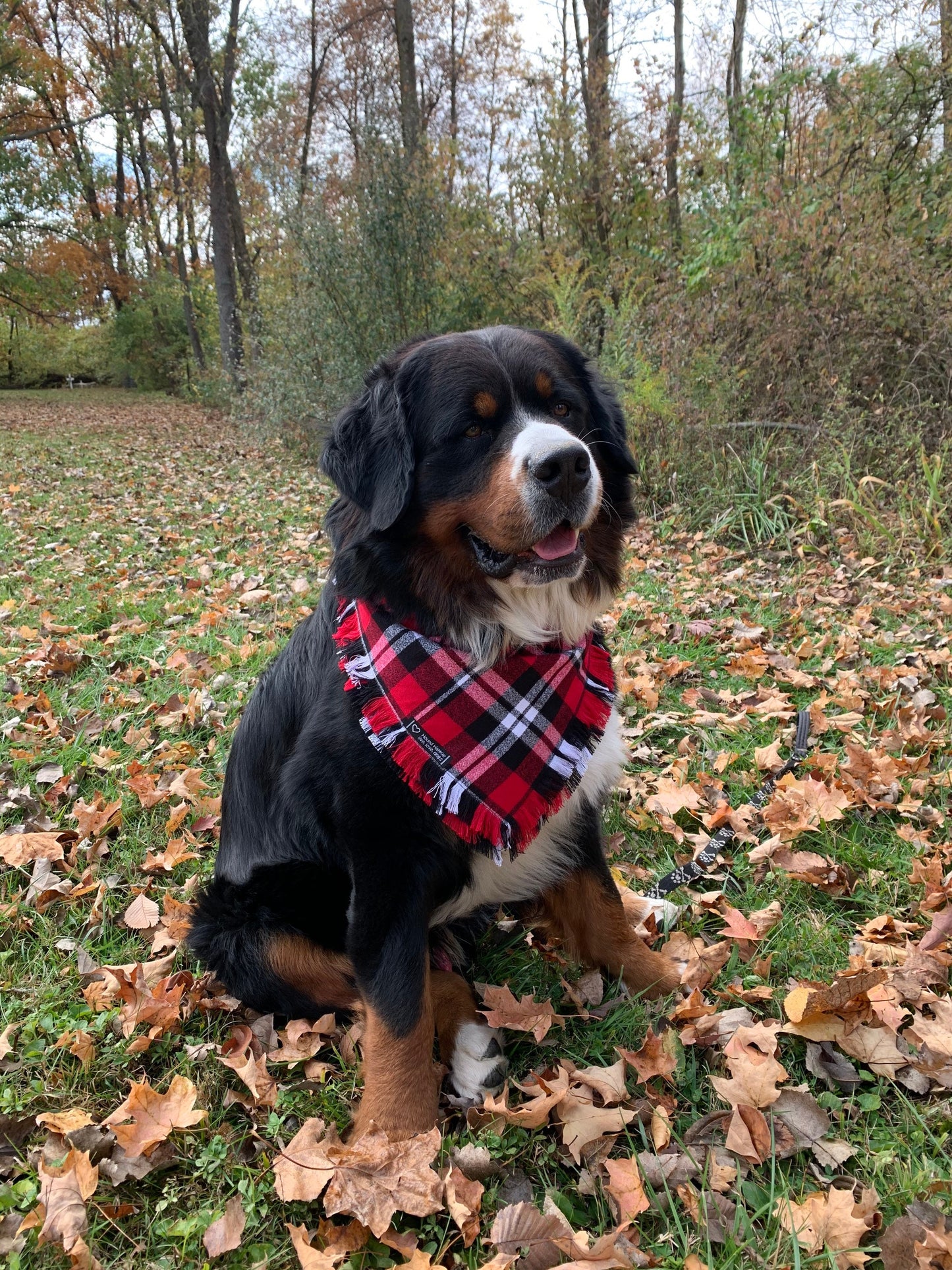 Frasier Fringed Dog Bandana