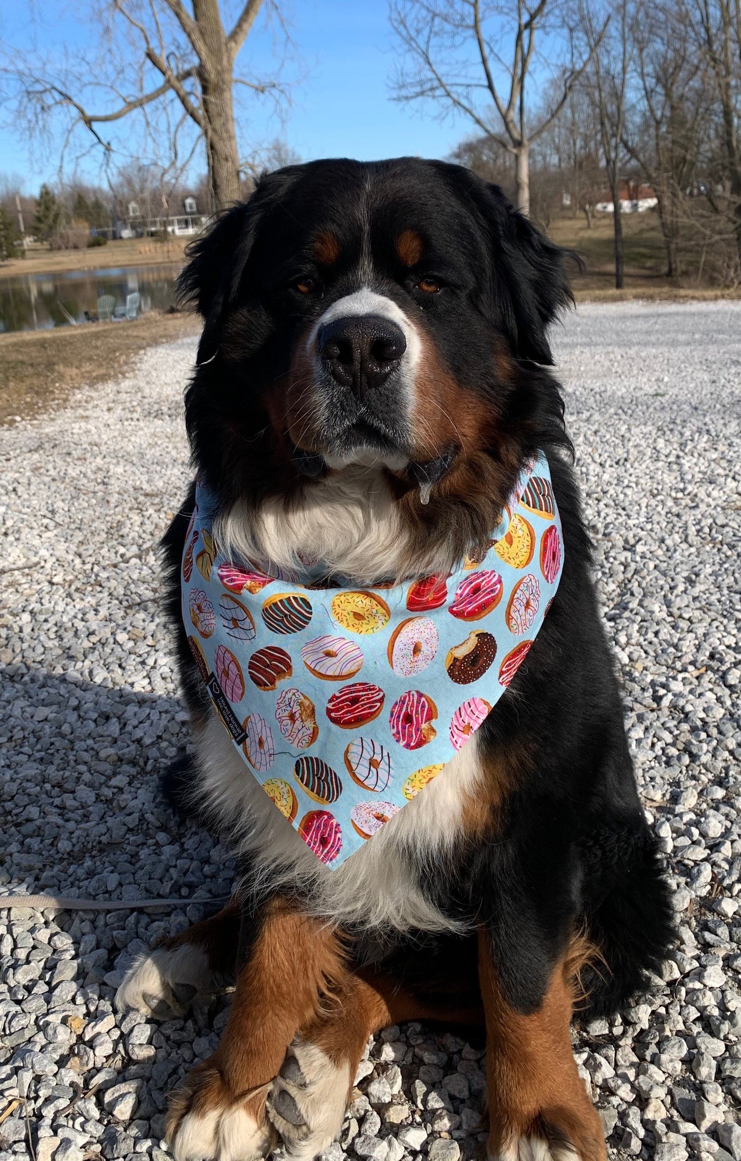 Donut Shop Reversible Dog Bandana