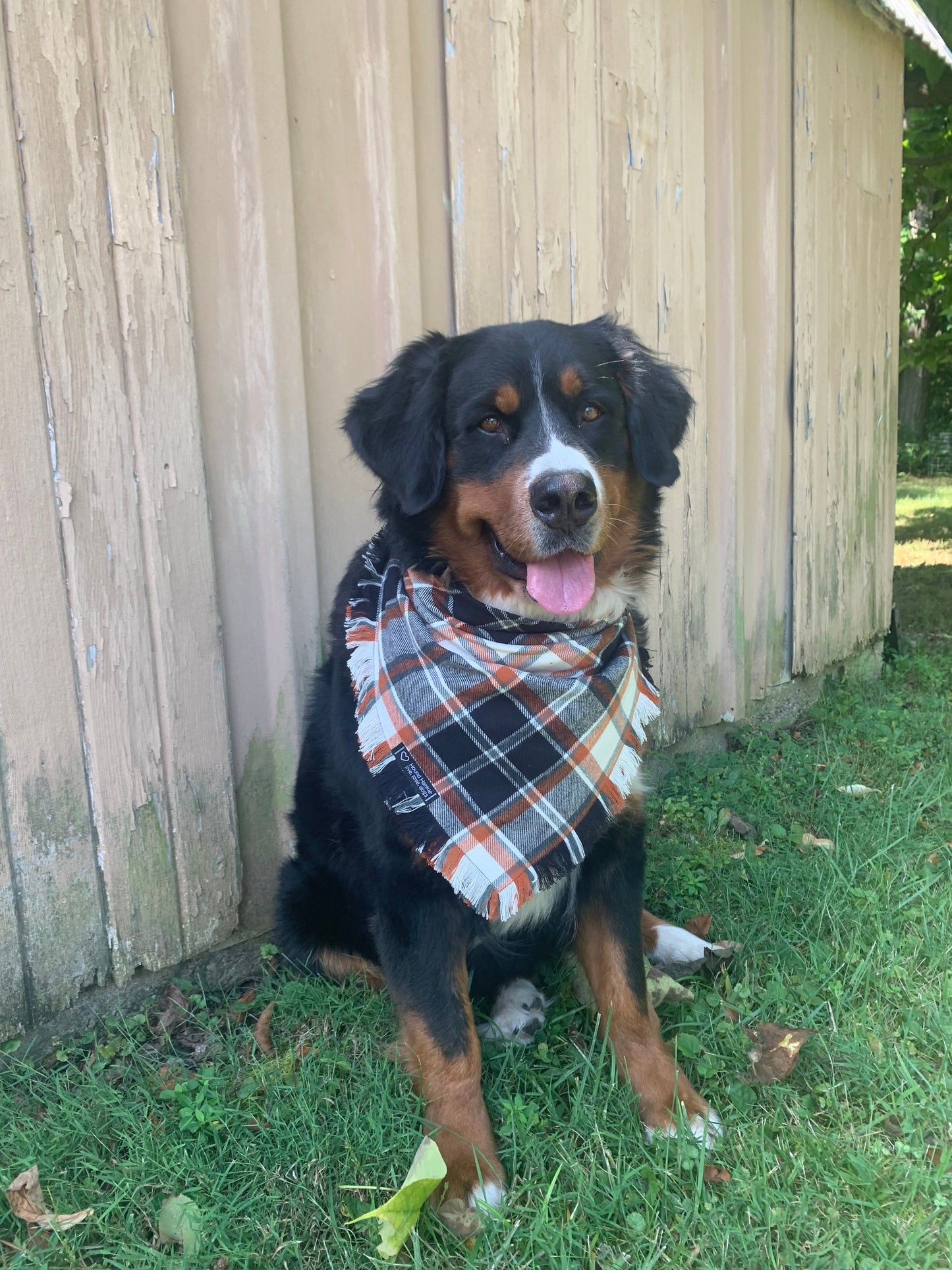 Berner Love Fringed Dog Bandana