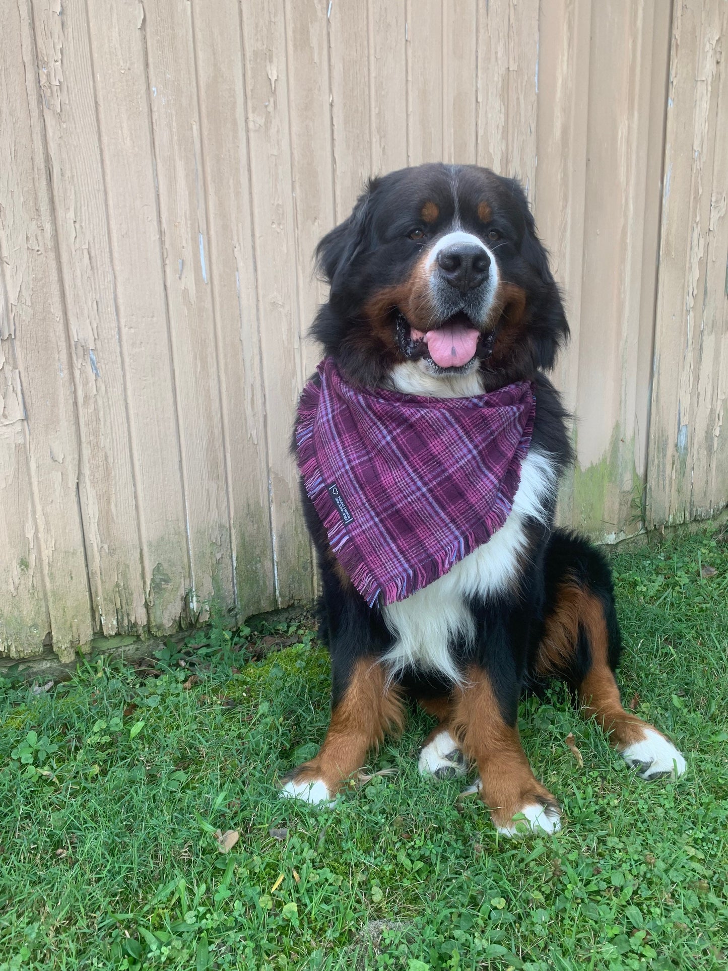 Purple Rain Fringed Dog Bandana
