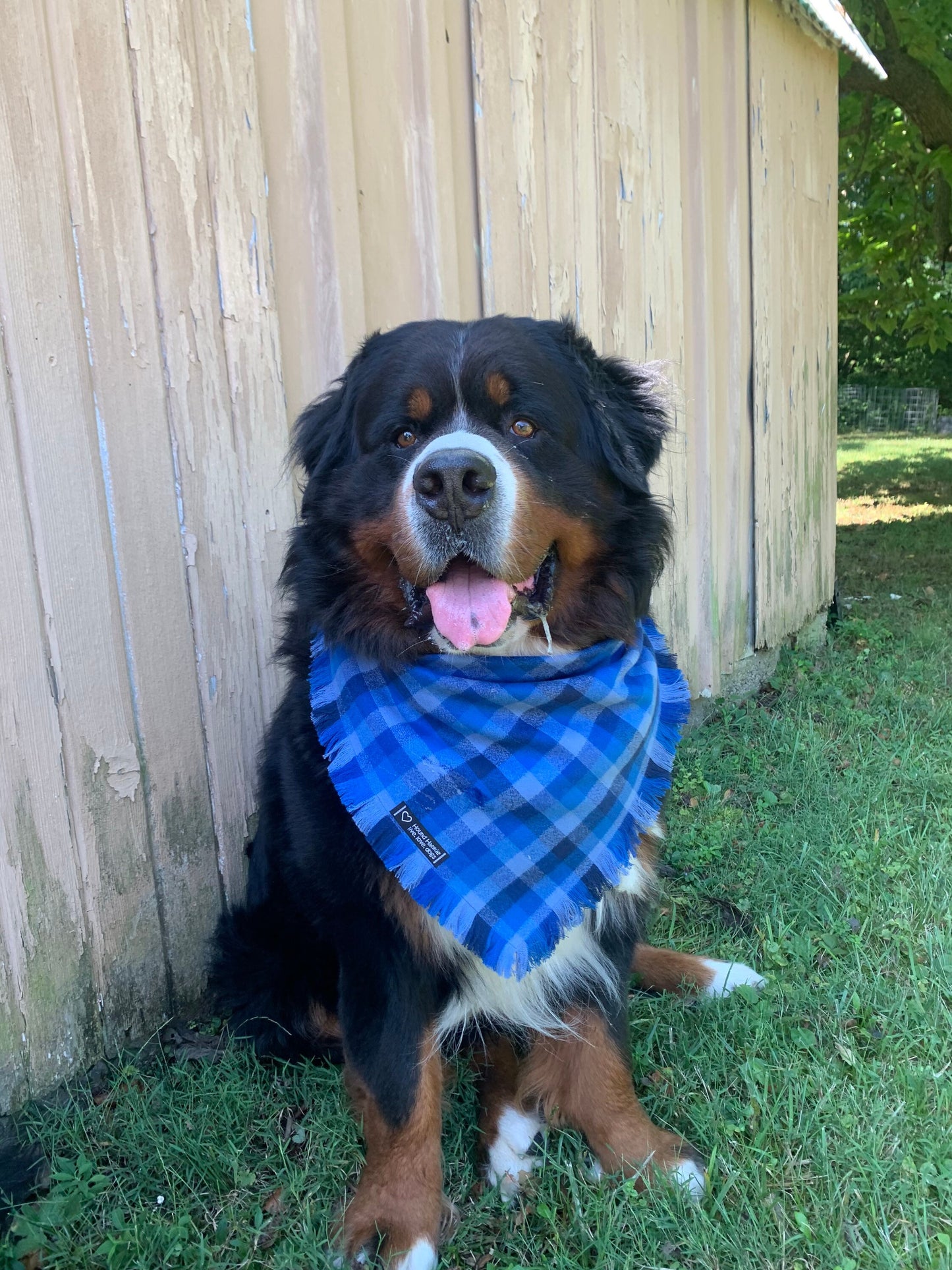 Big Boy Blue Fringed Dog Bandana