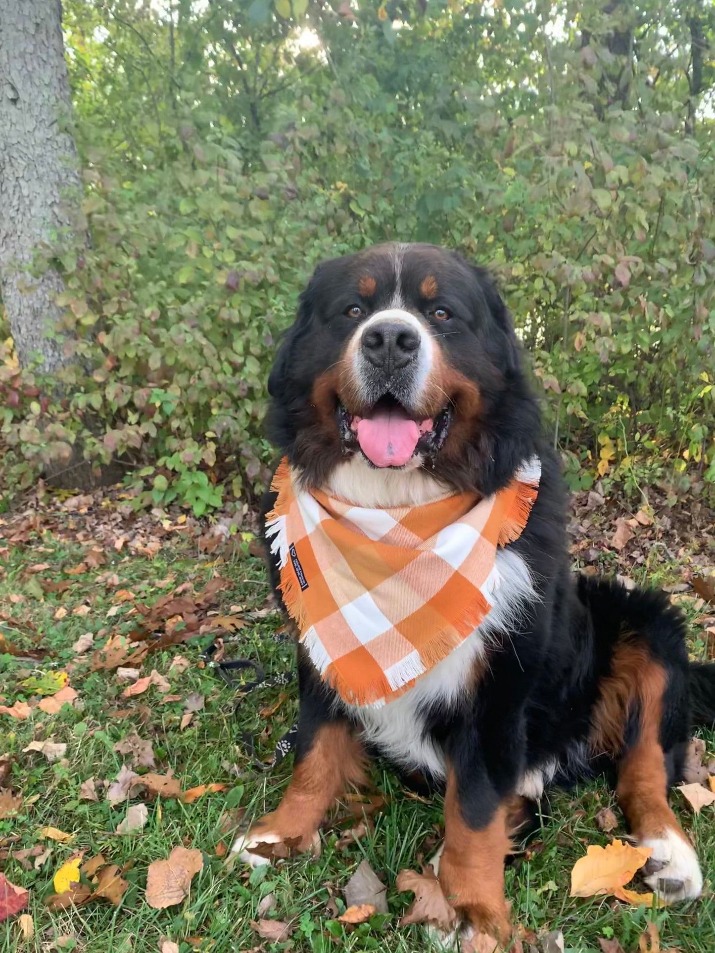 Golden Harvest Fringed Dog Bandana