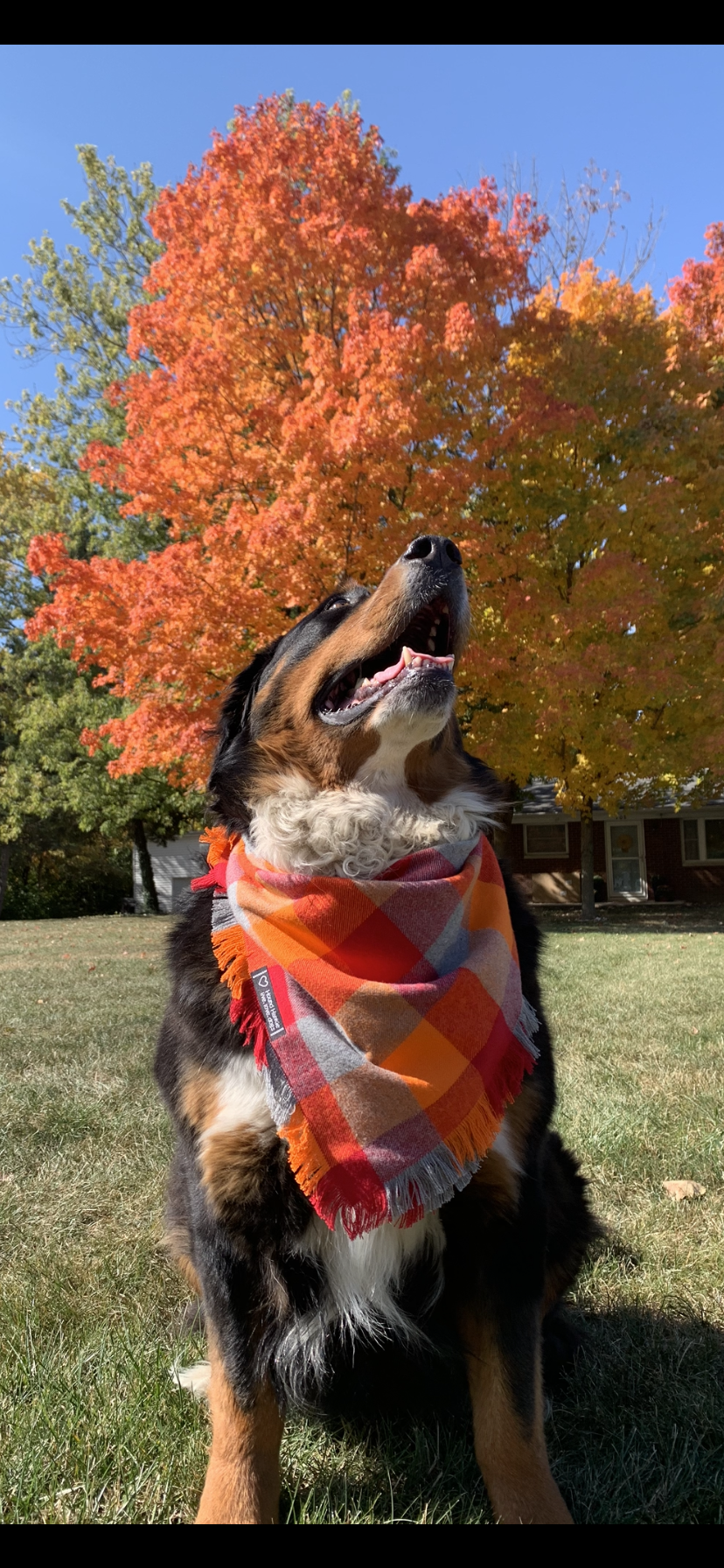 October Glory Fringed Dog Bandana