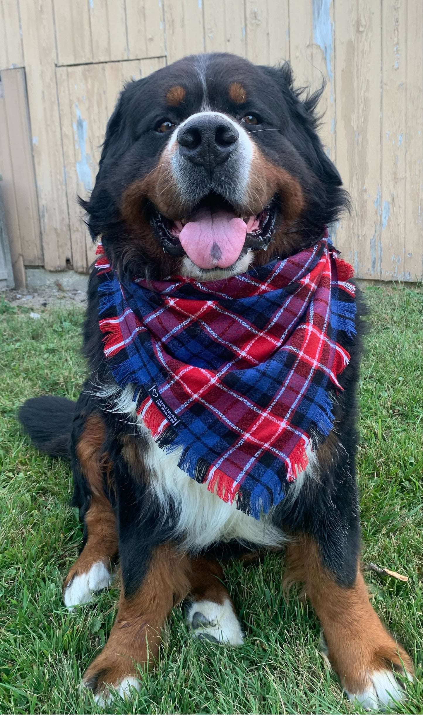 Freedom Trail Fringed Dog Bandana