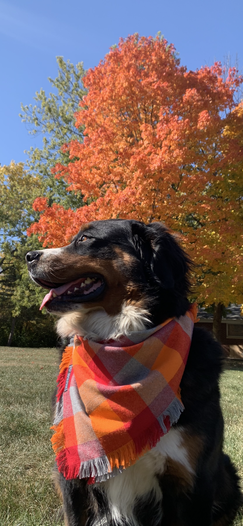 October Glory Fringed Dog Bandana