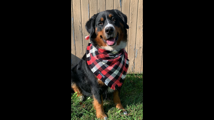 Fringed Hound Hankies That Clever Bear