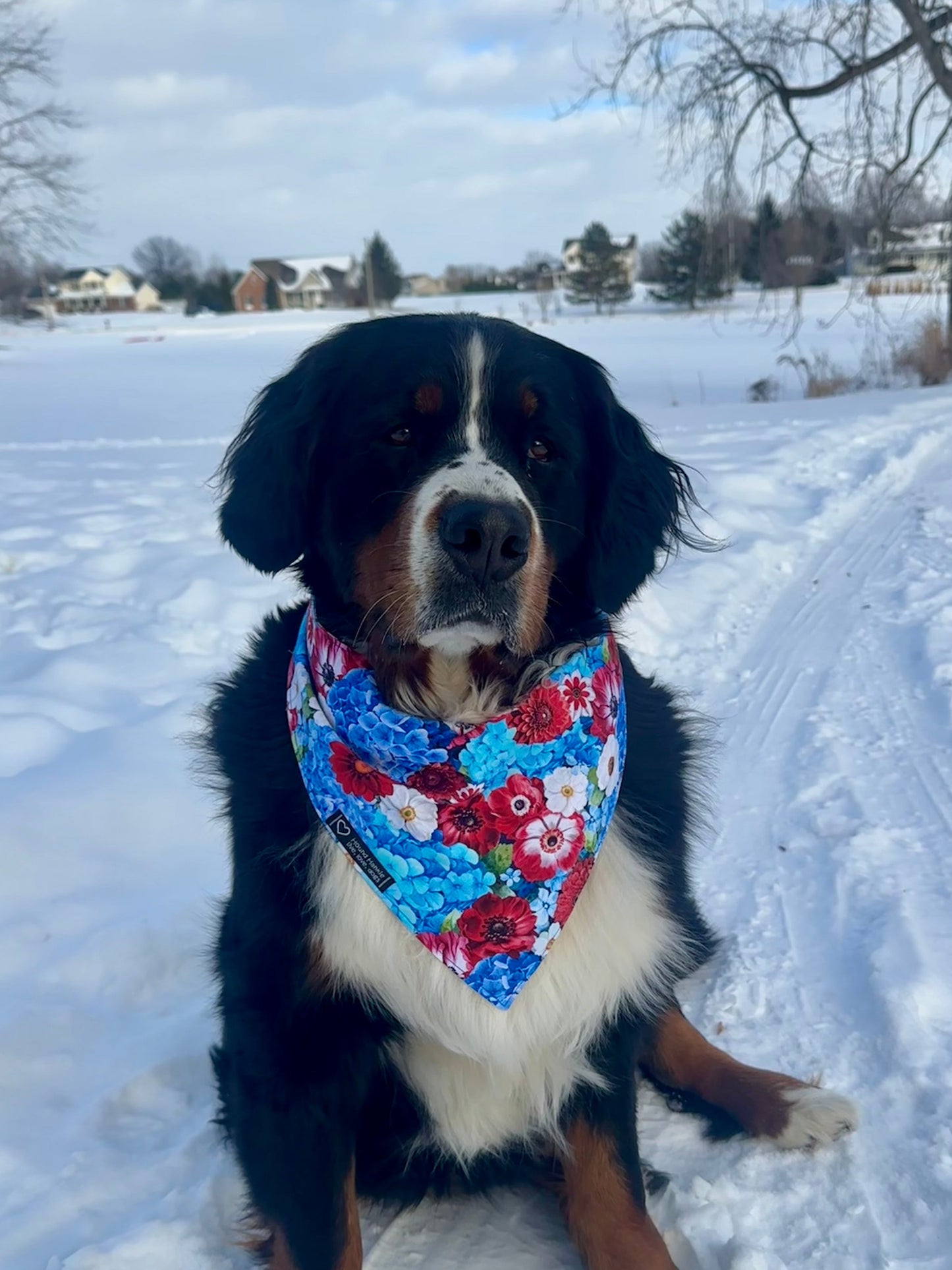 Red, White & Blue Reversible Hound Hankie