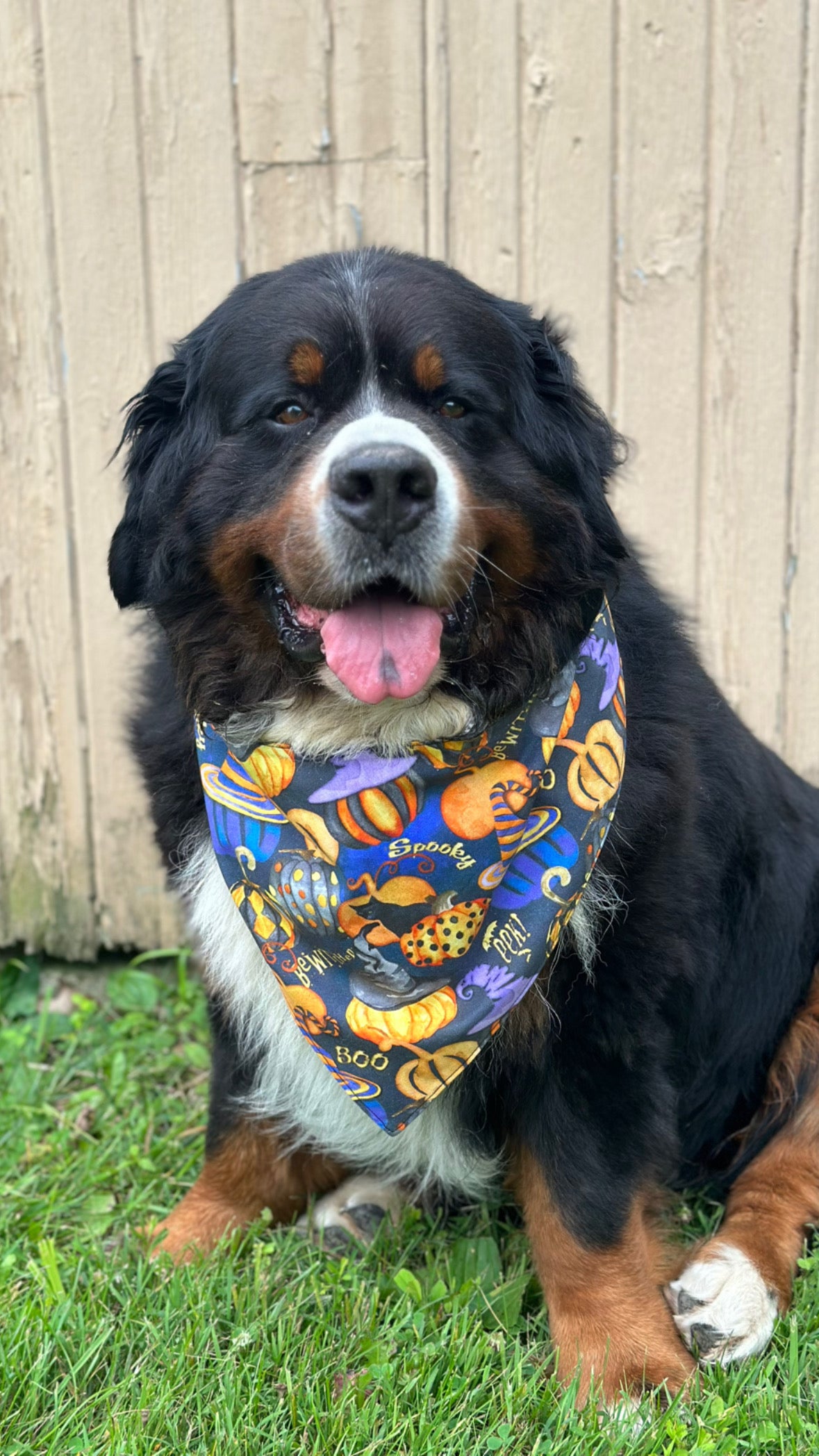 Sunflowers & Spooky SeasonReversible Dog Bandana