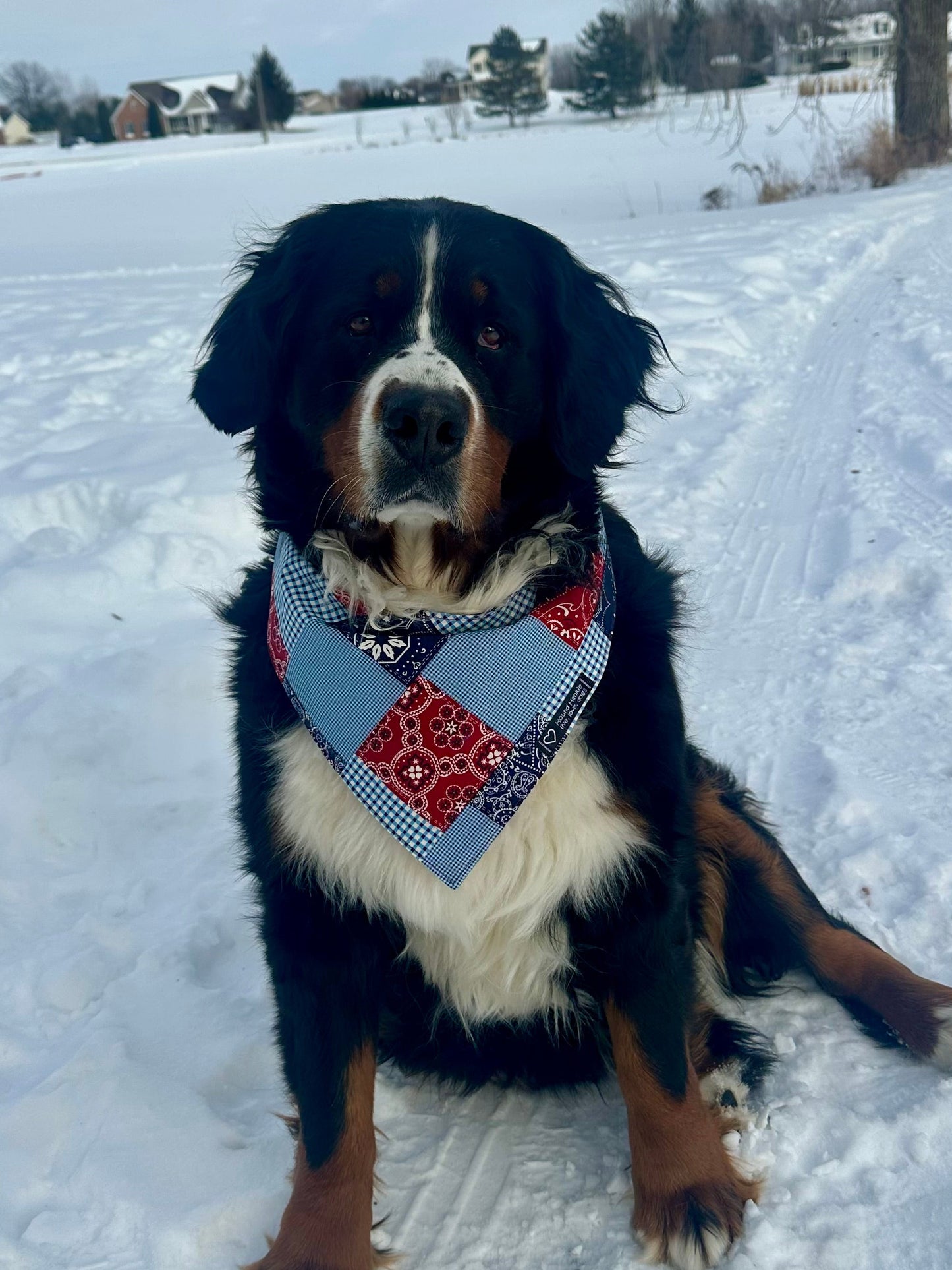 Rodeo! Reversible Hound Hankie