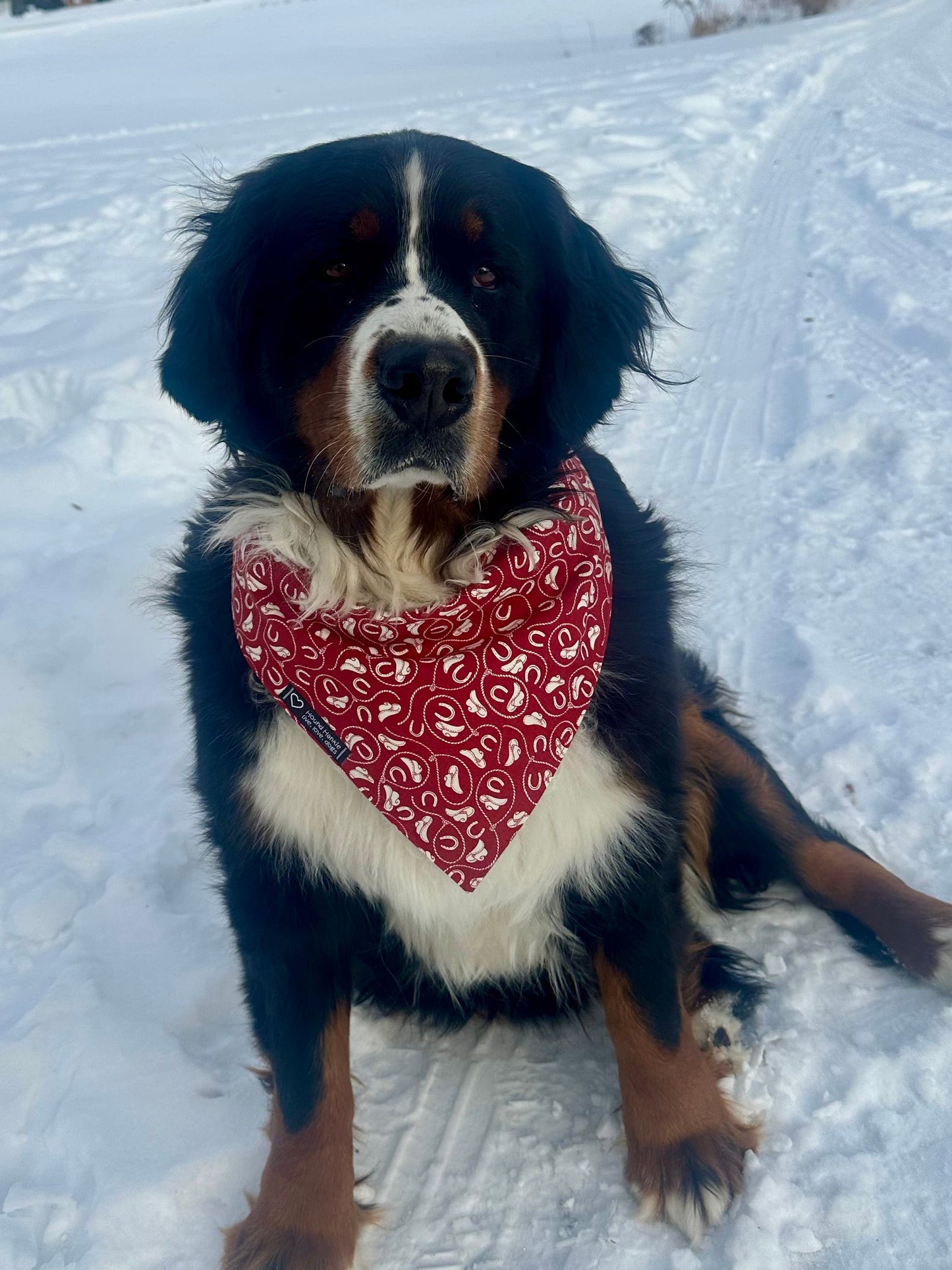 Rodeo! Reversible Hound Hankie