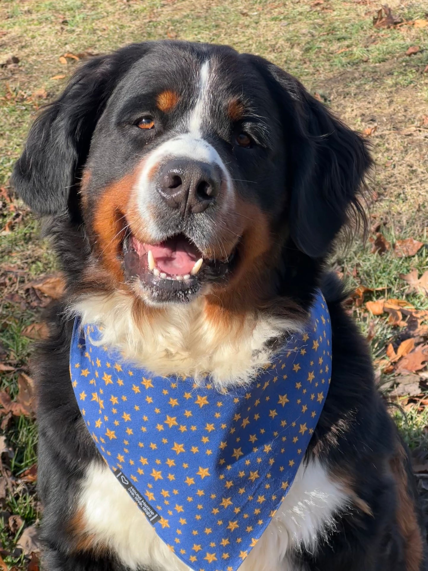 Go Irish Reversible Dog Bandana