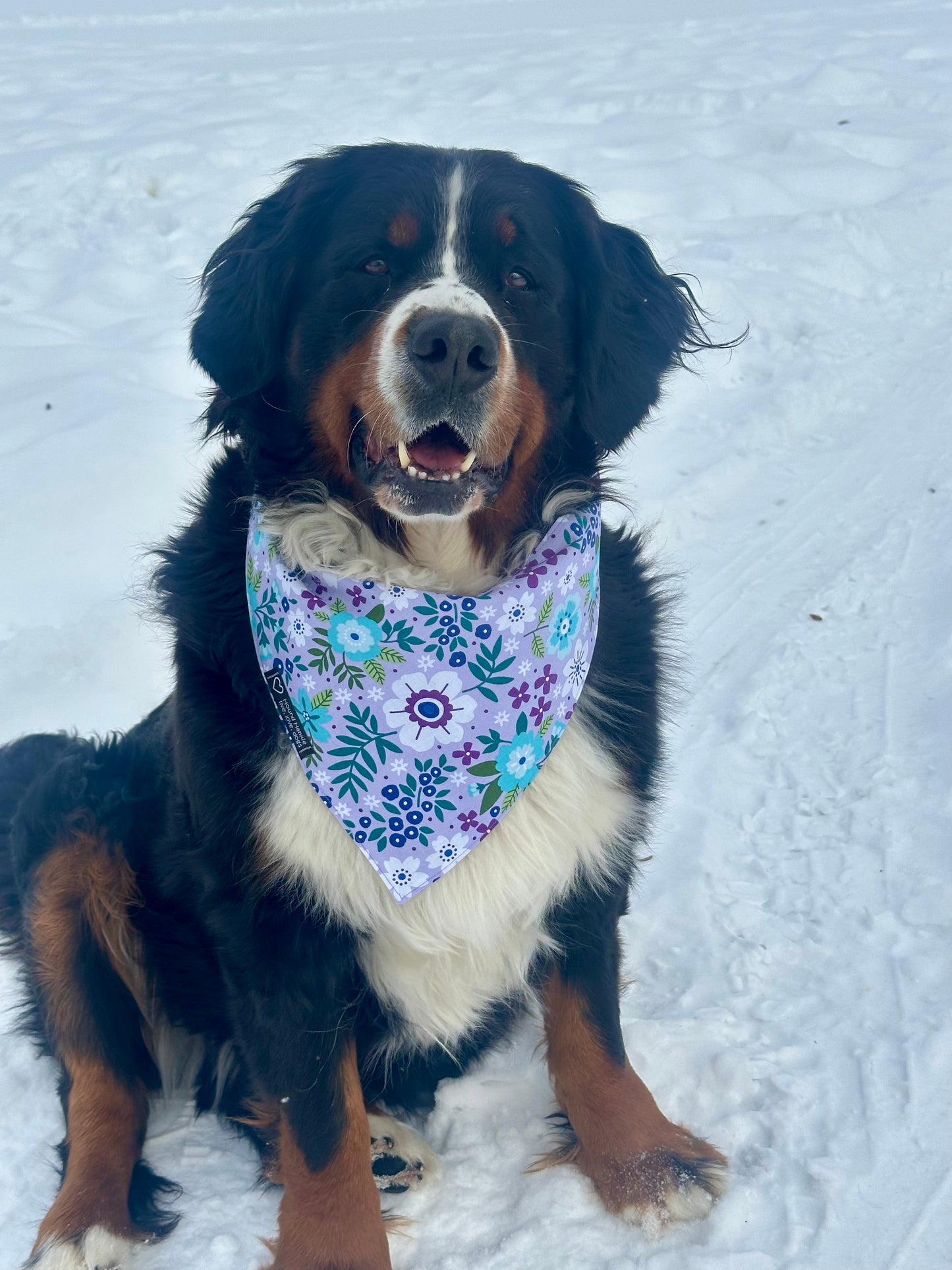 Purple Please Reversible Dog Bandana