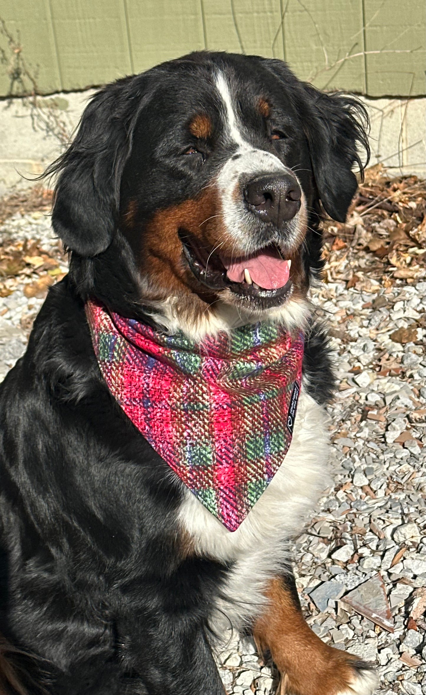 Santa Claus is Coming to Town Reversible Dog Bandana