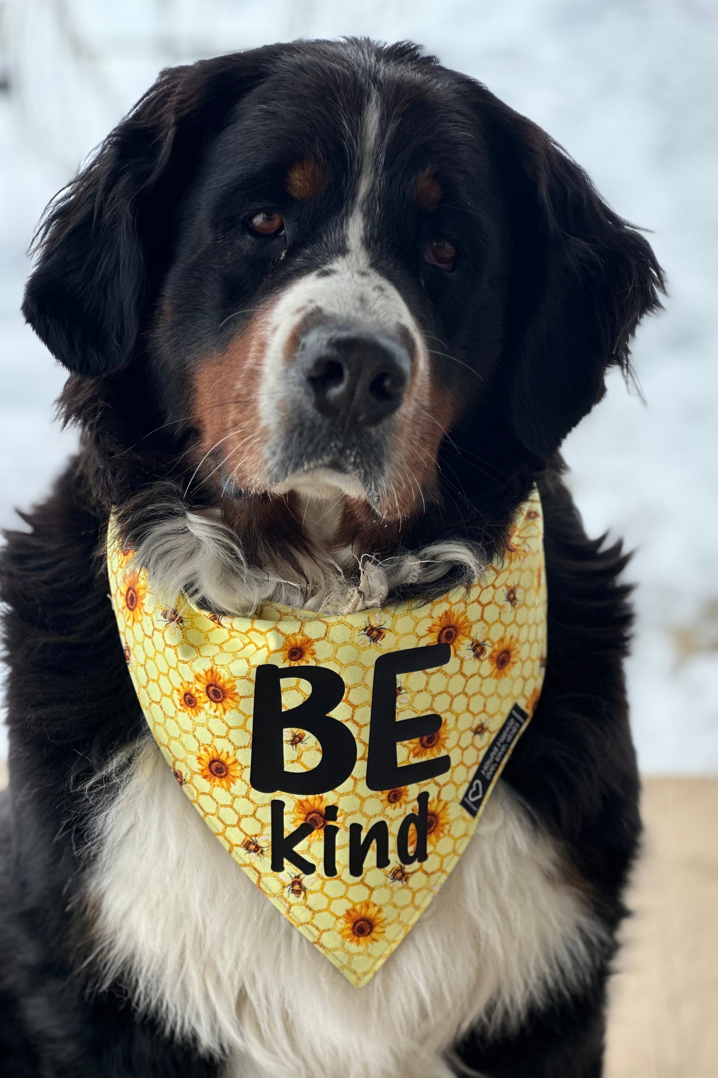 Be Kind! Sweet Hospitality Reversible Dog Bandana