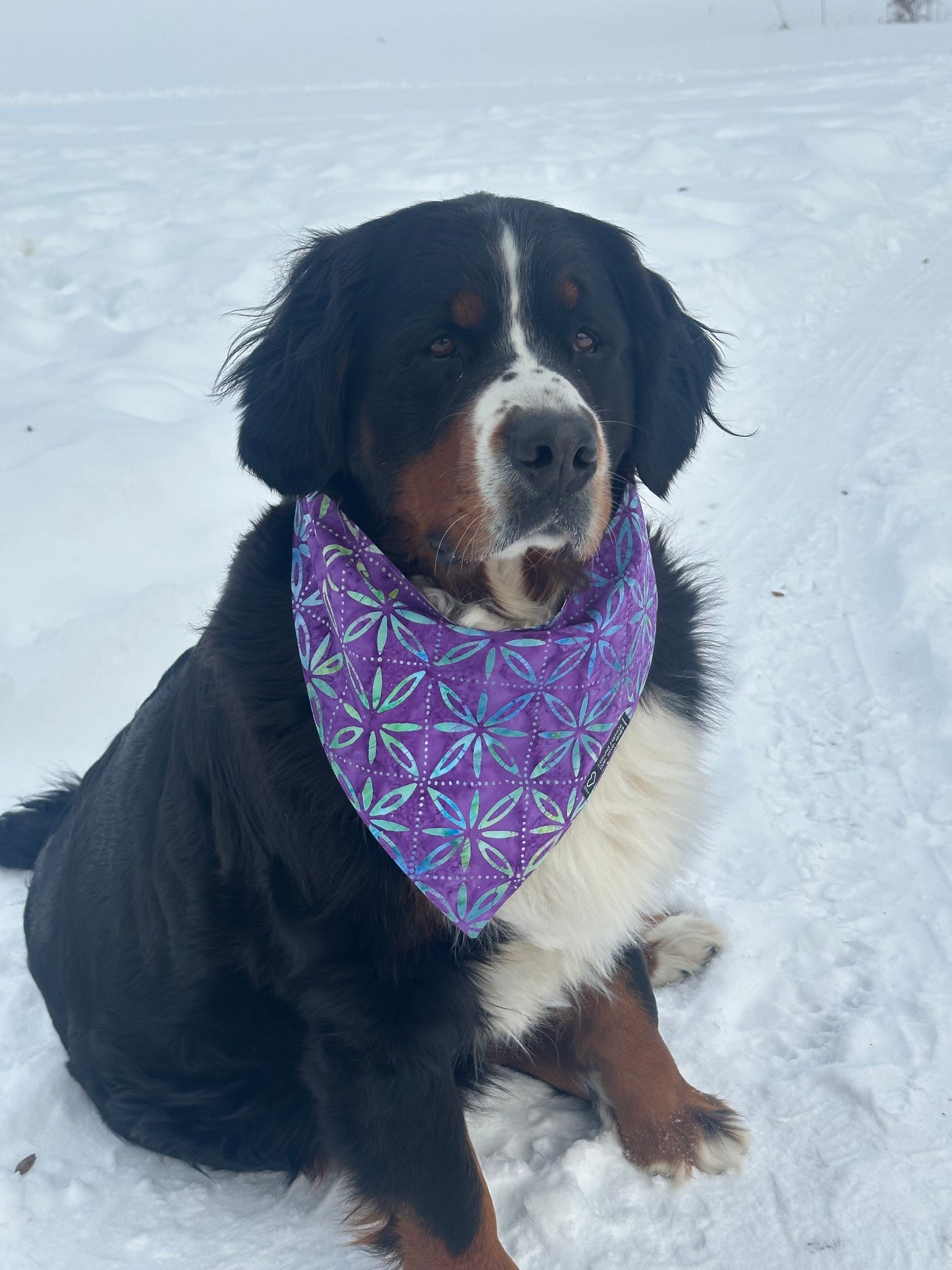 Purple Please Reversible Dog Bandana