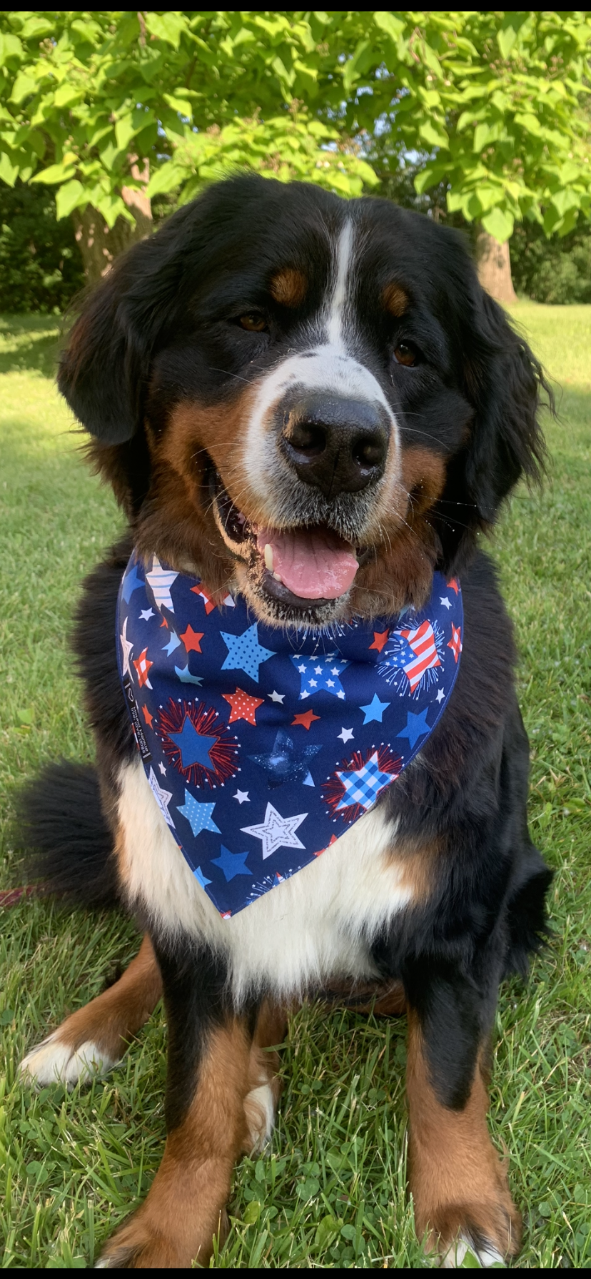 Stars & Stripes Reversible Dog Bandana