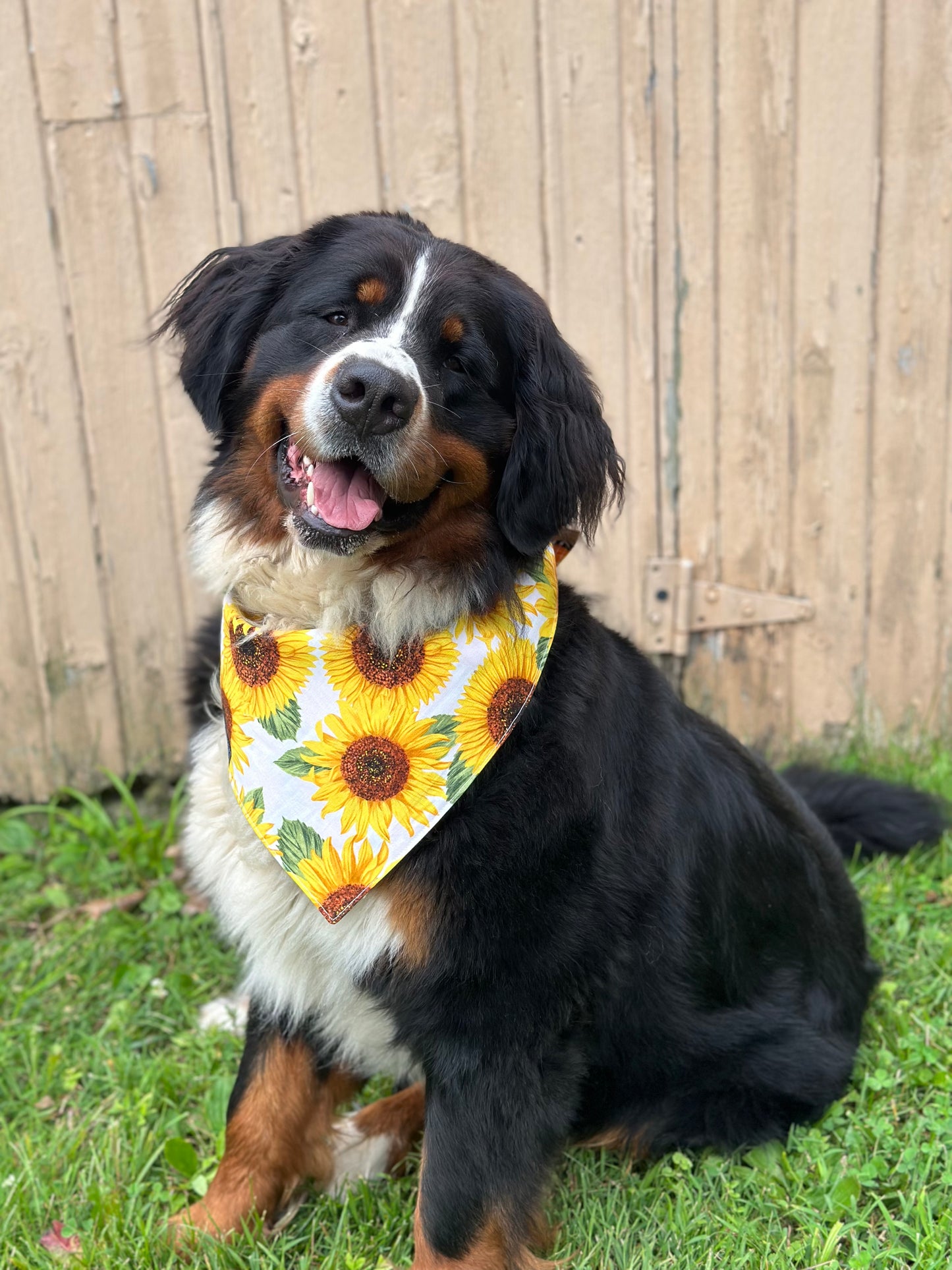 Sunflower Glory Reversible Dog Bandana