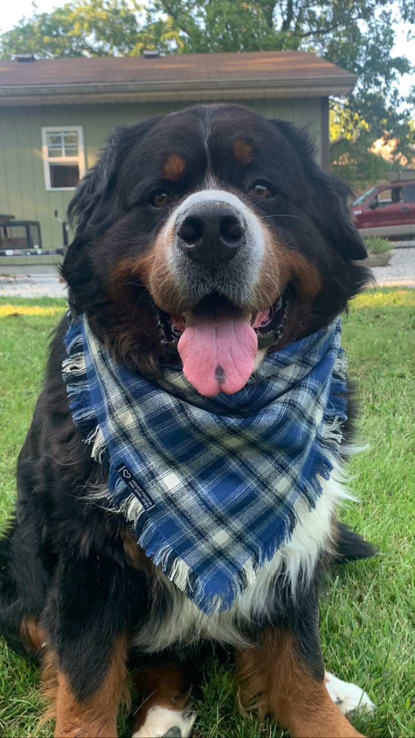 My Favorite Jeans Fringed Dog Bandana