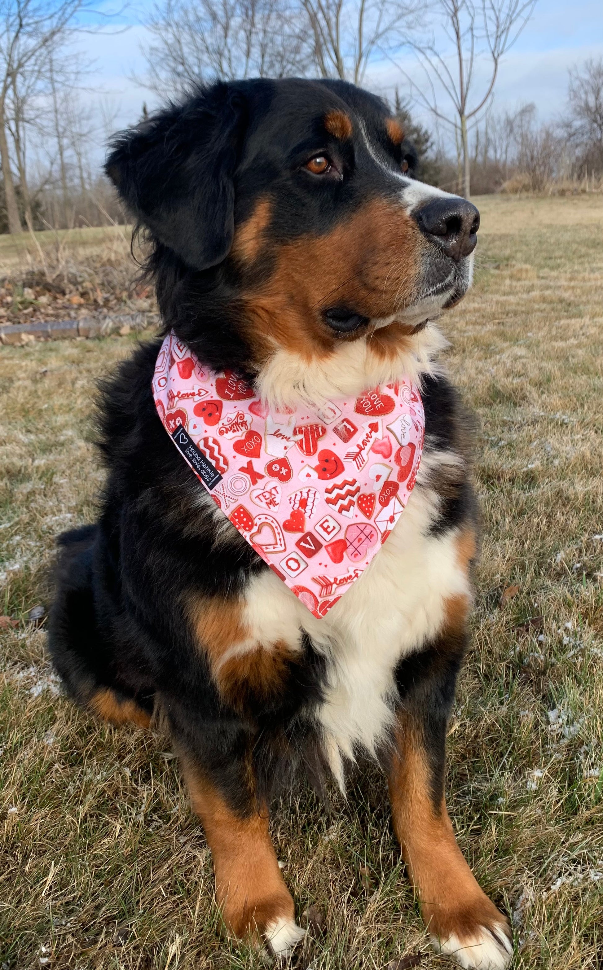 Dog Bandana, Love XOXO