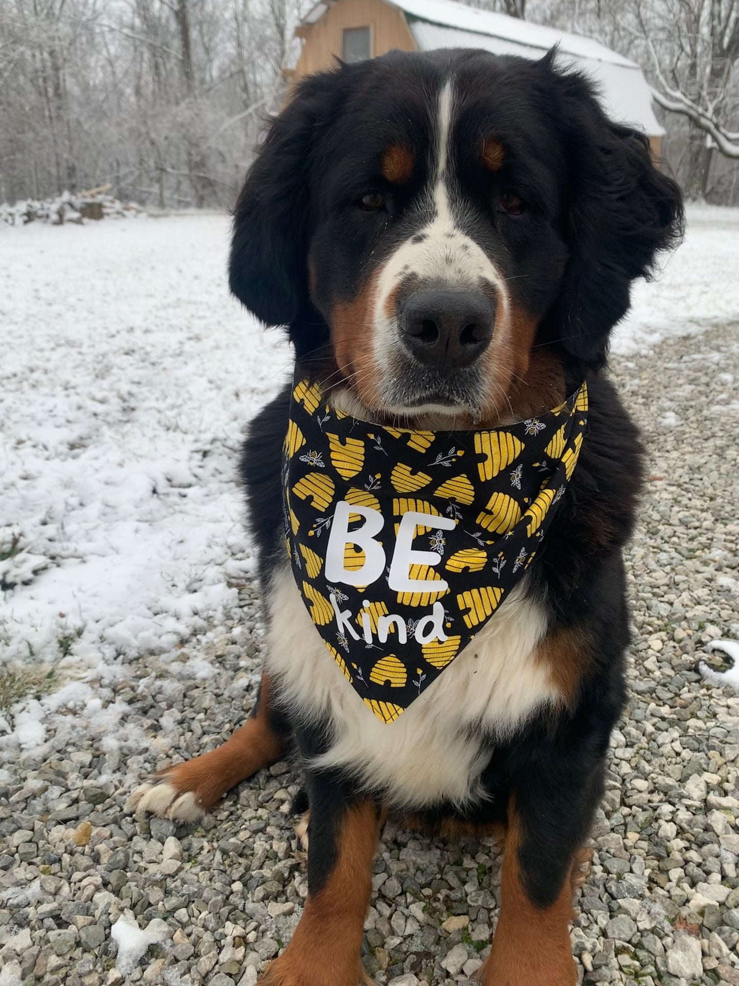 Be Kind Reversible Dog Bandana