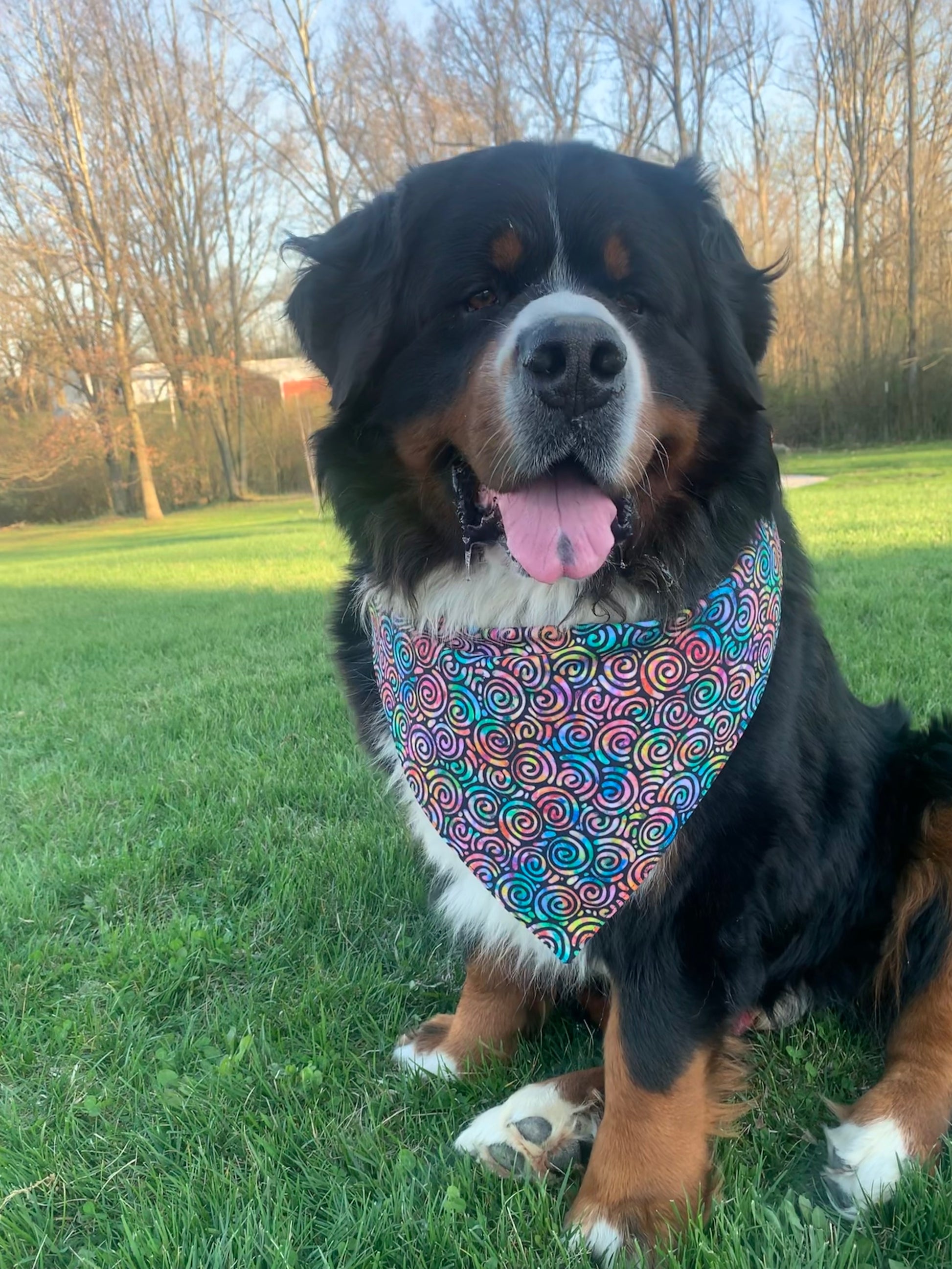 Celtic online dog bandana